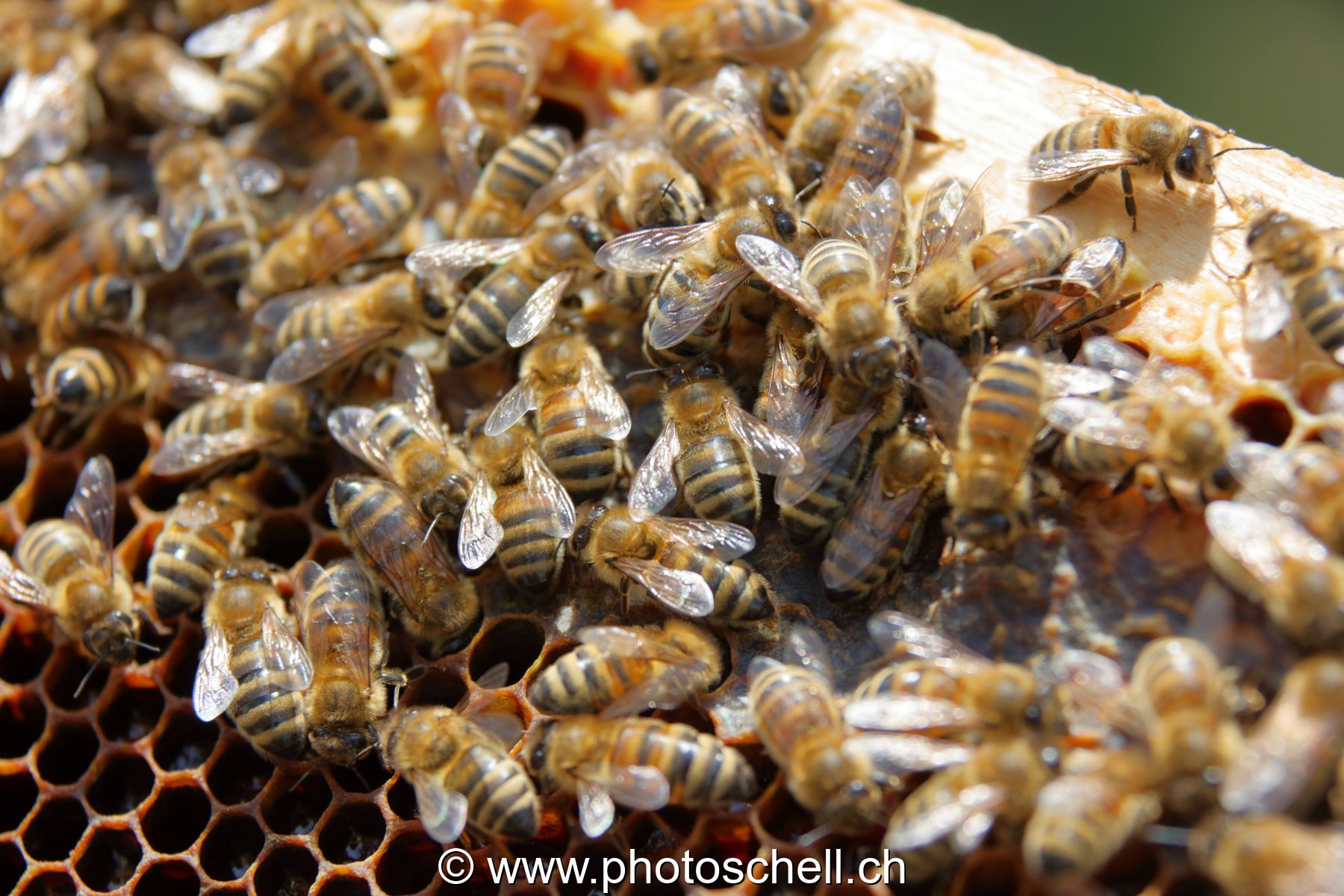 Abeilles en plein travail