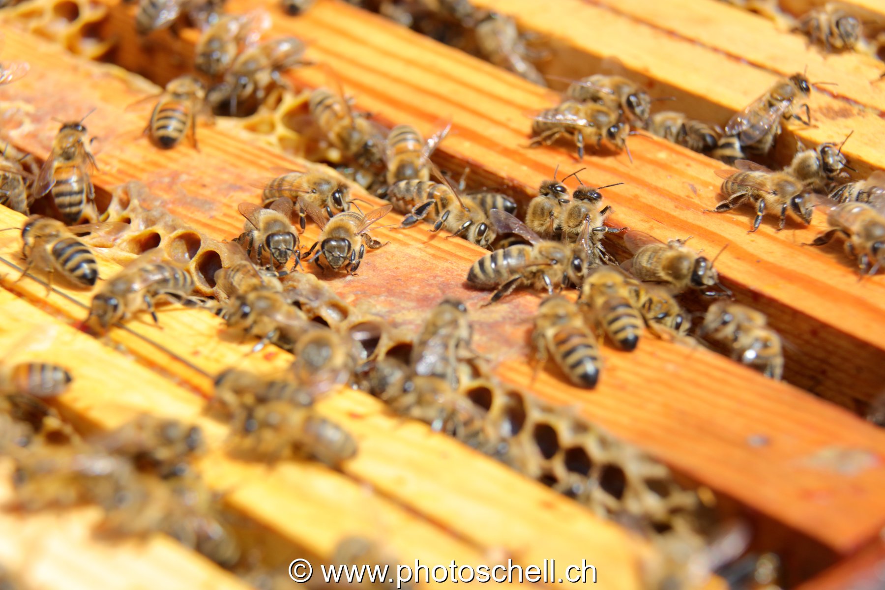Abeilles en plein travail