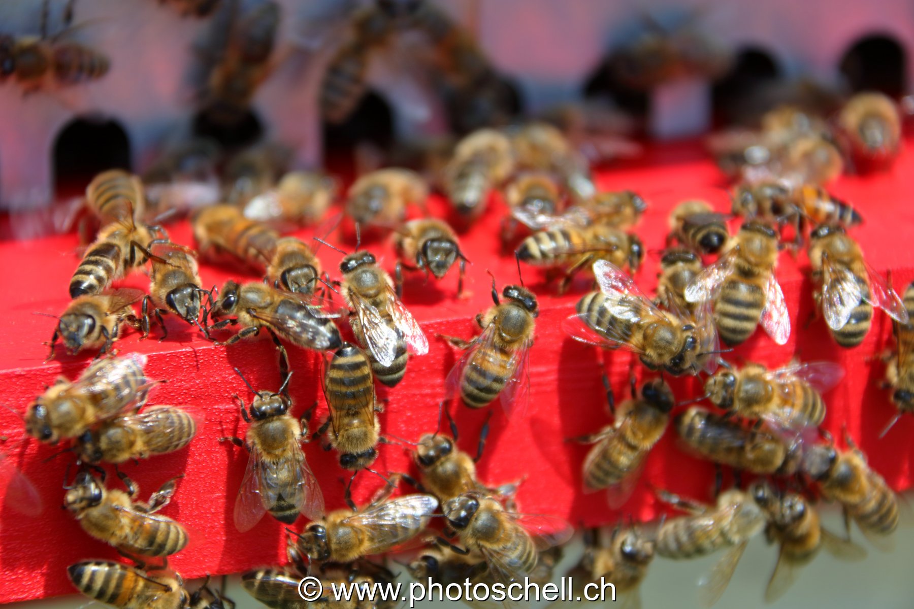 Retour des abeilles