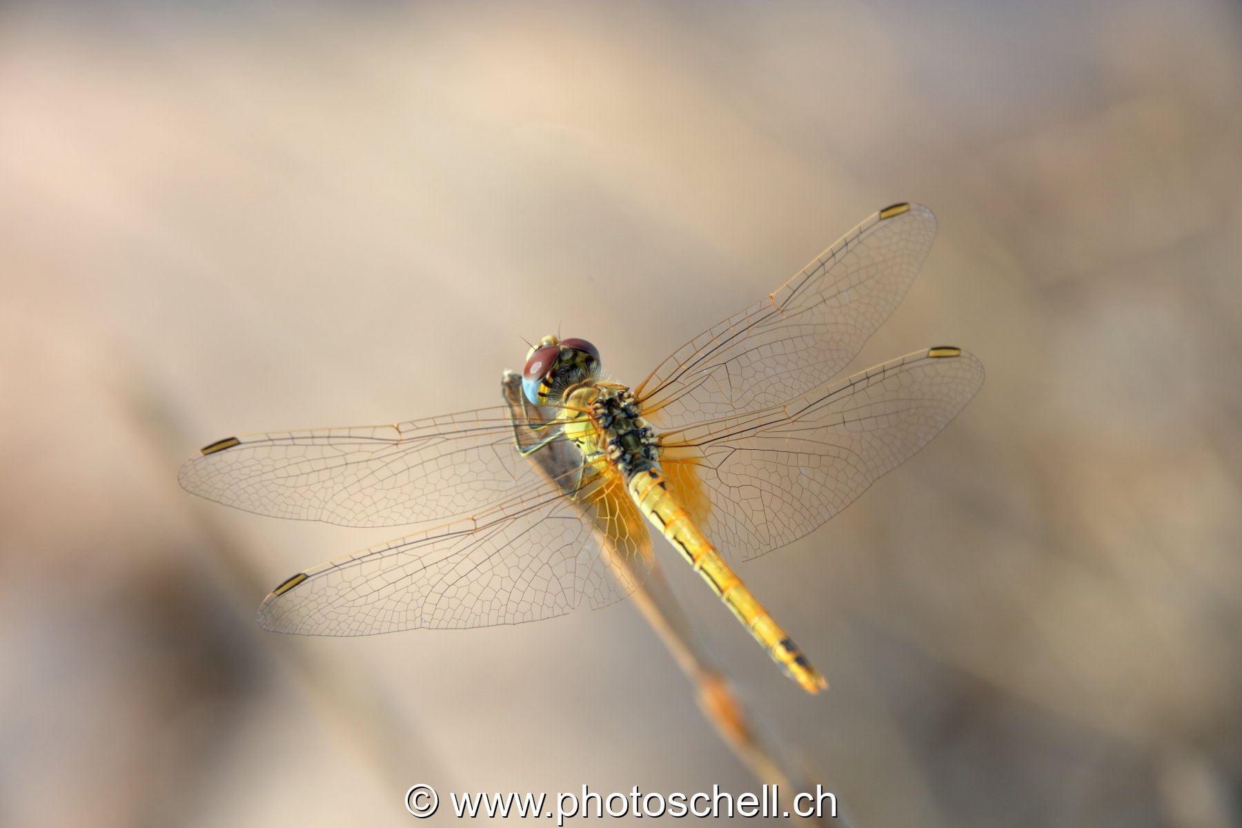 Libellule (macro)