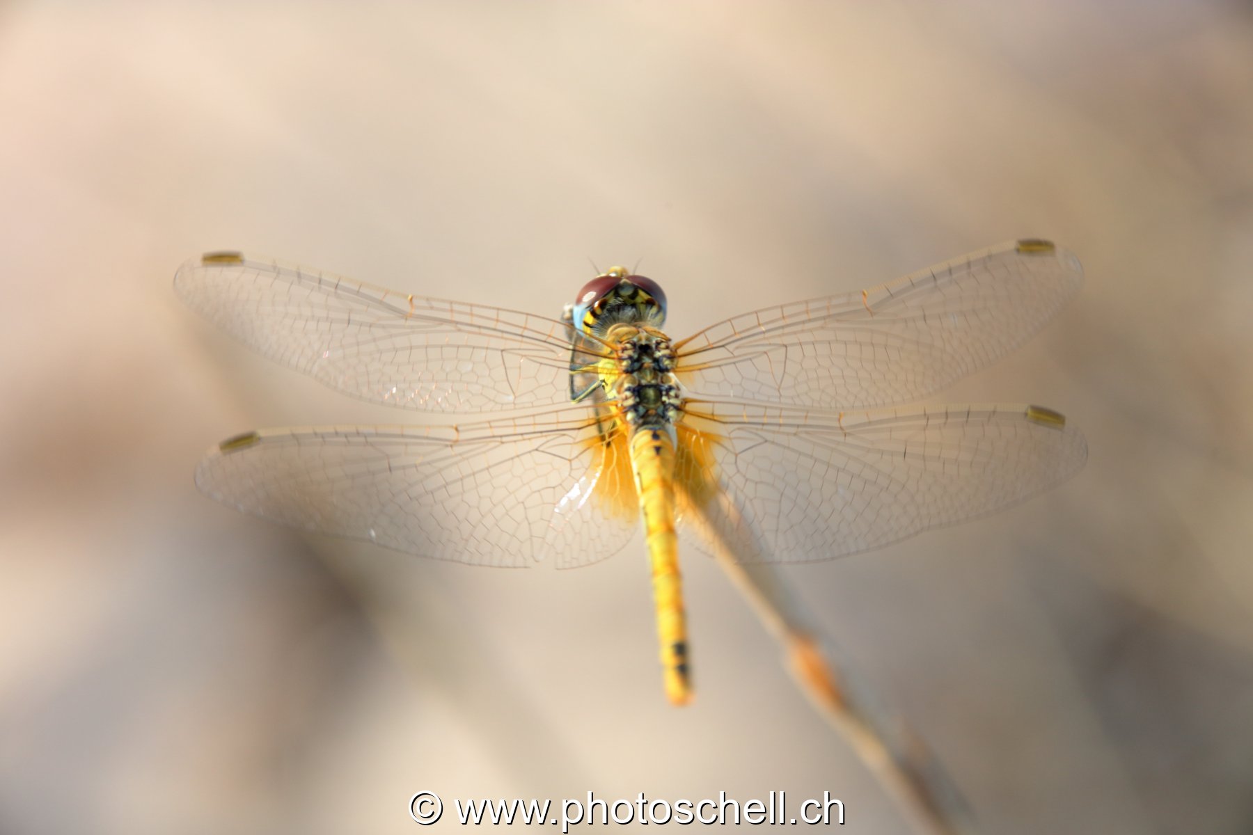 Libellule (macro)