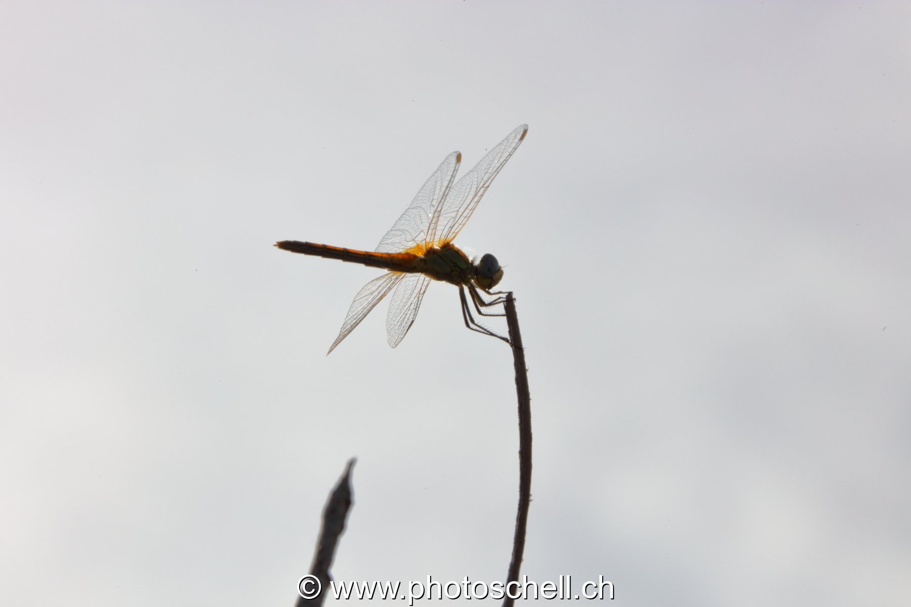 Libellule