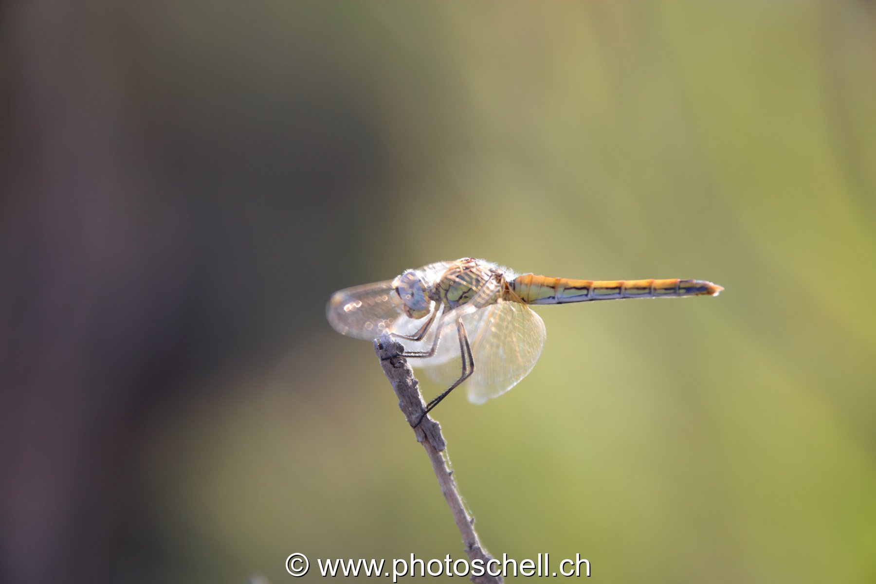 Libellule (macro)