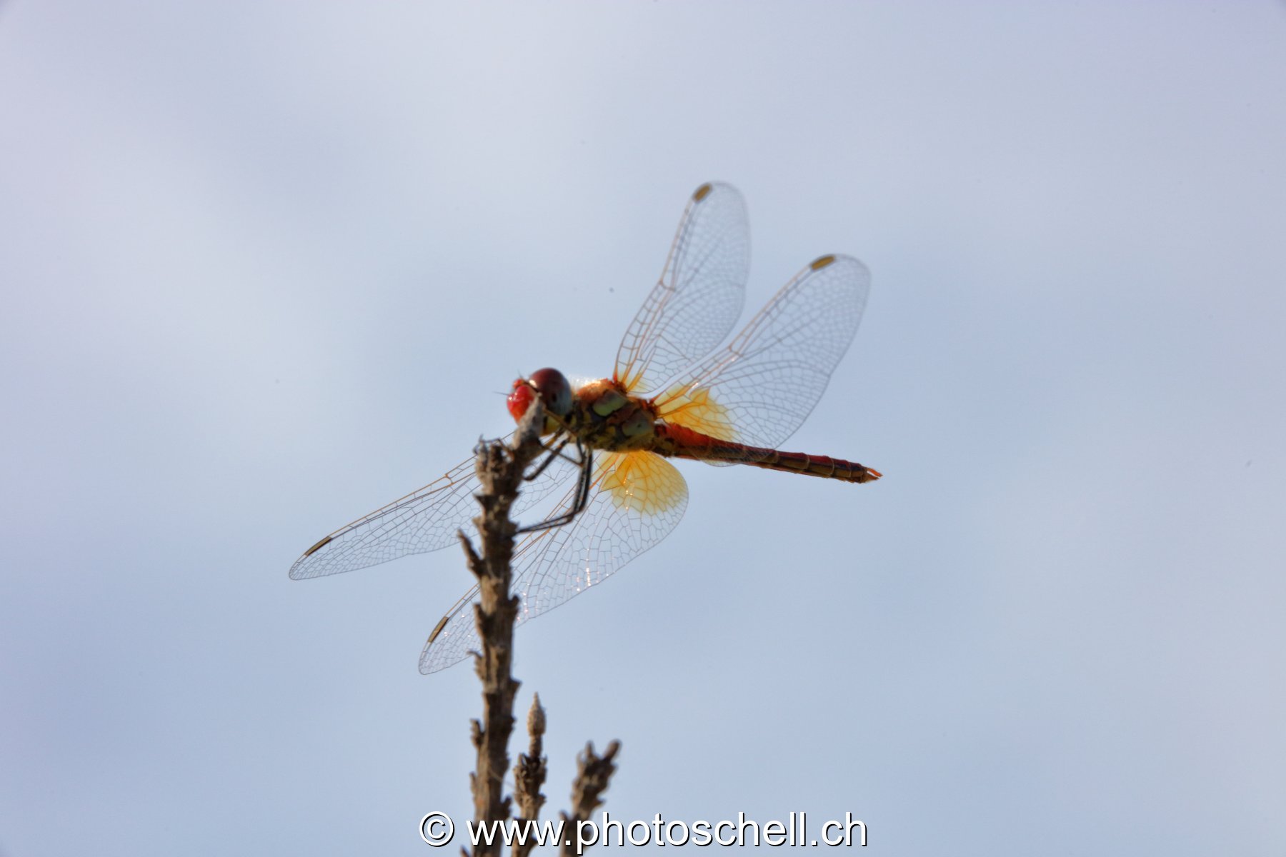 Libellule (macro)