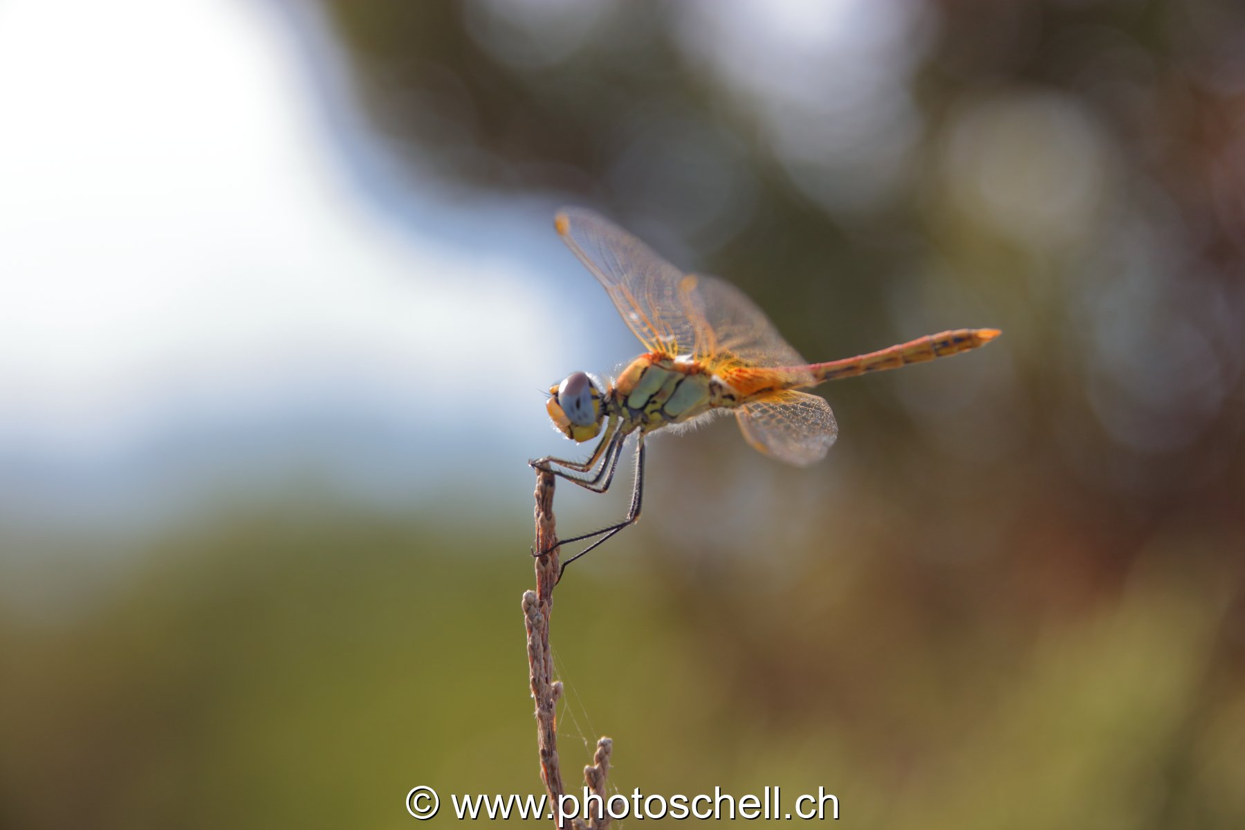 Libellule (macro)
