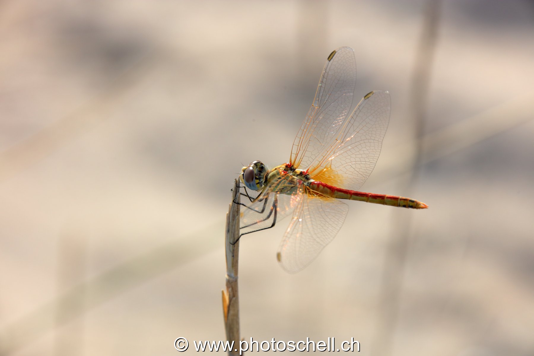 Libellule (macro)