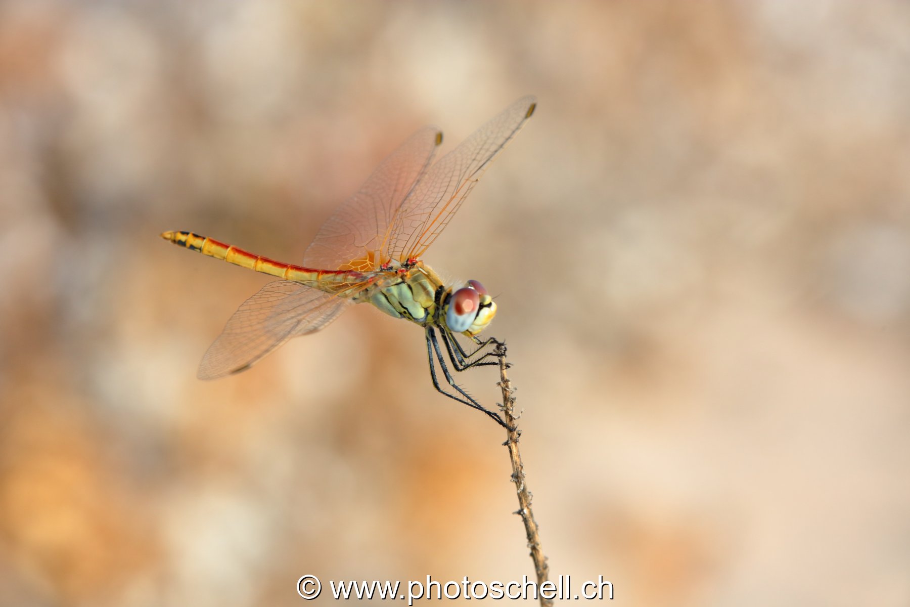 Libellule (macro)