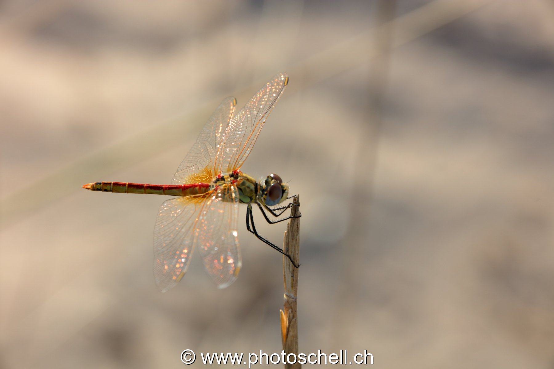 Libellule (macro)