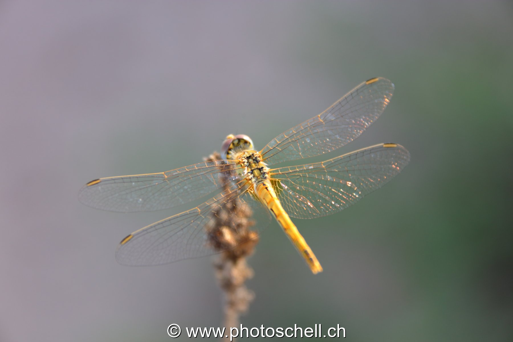 Libellule (macro)