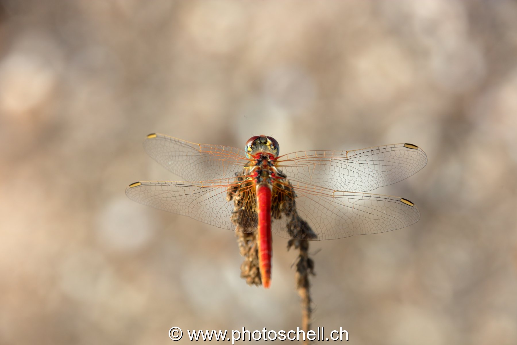 Libellule (macro)