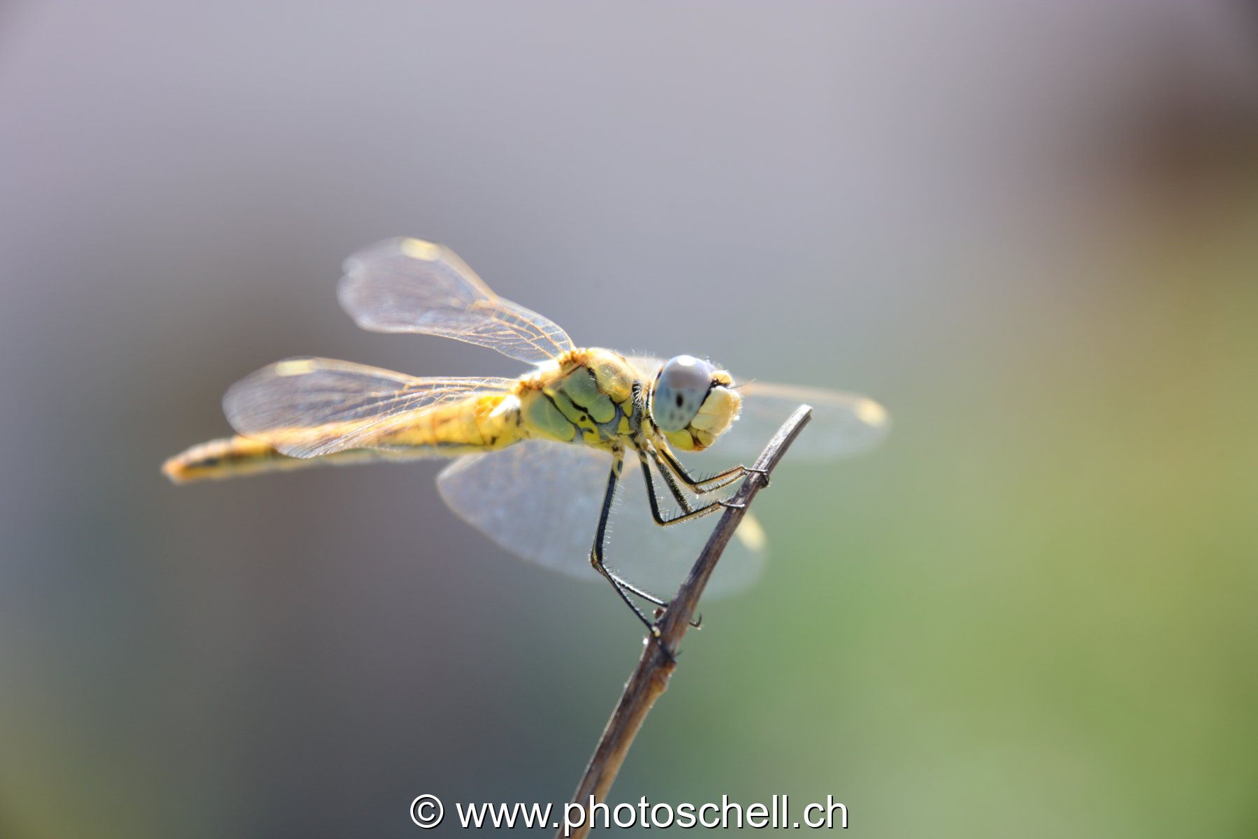 Libellule (macro)