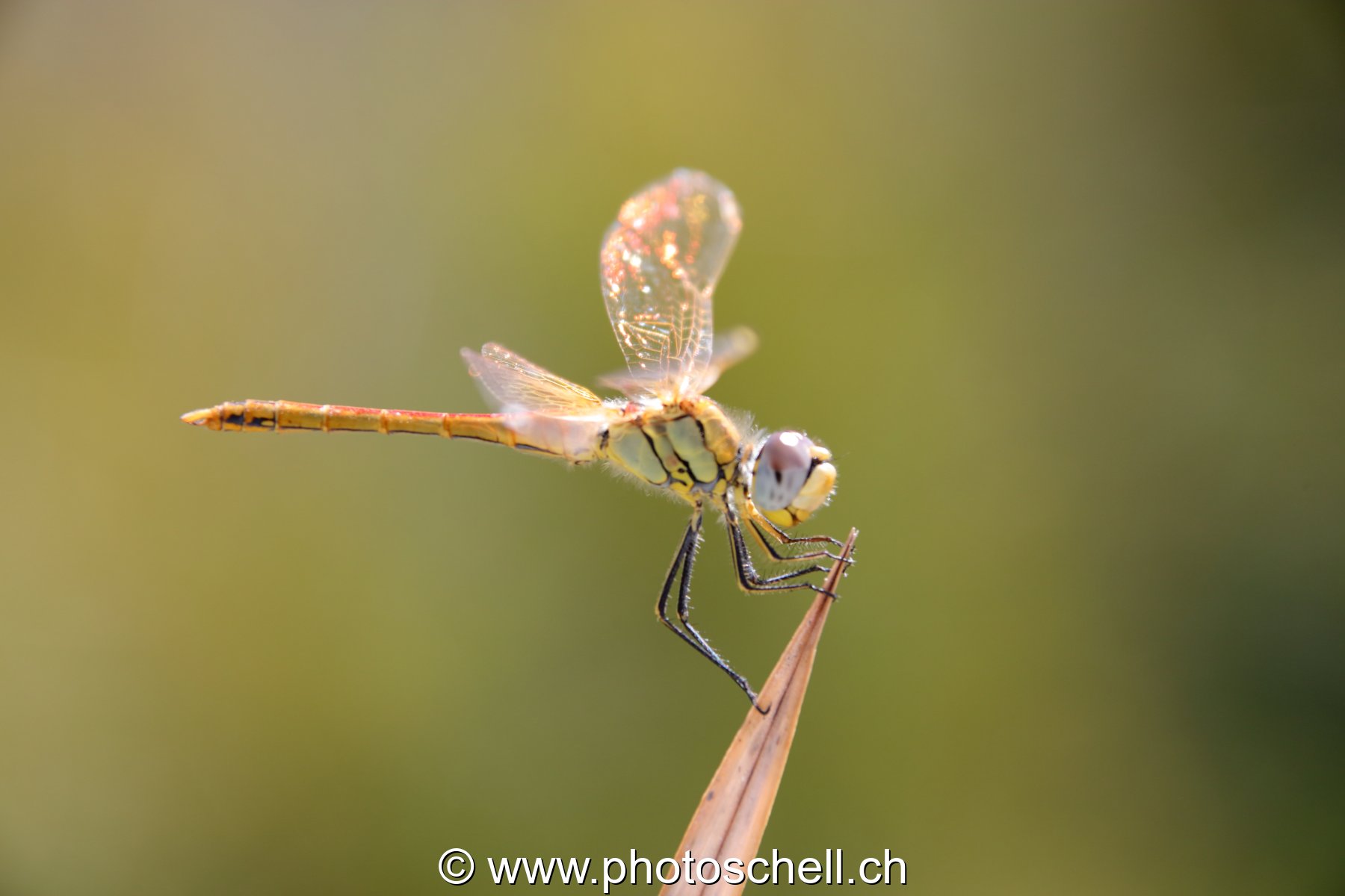 Libellule (macro)