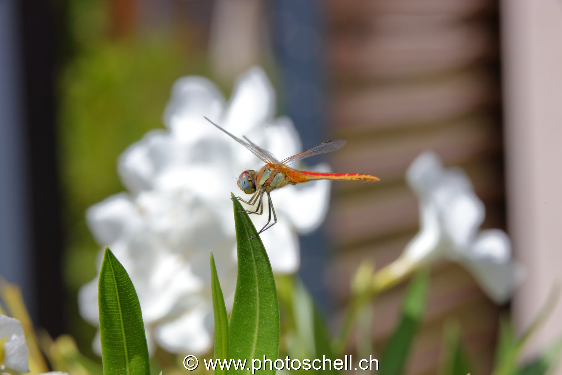 Libellule