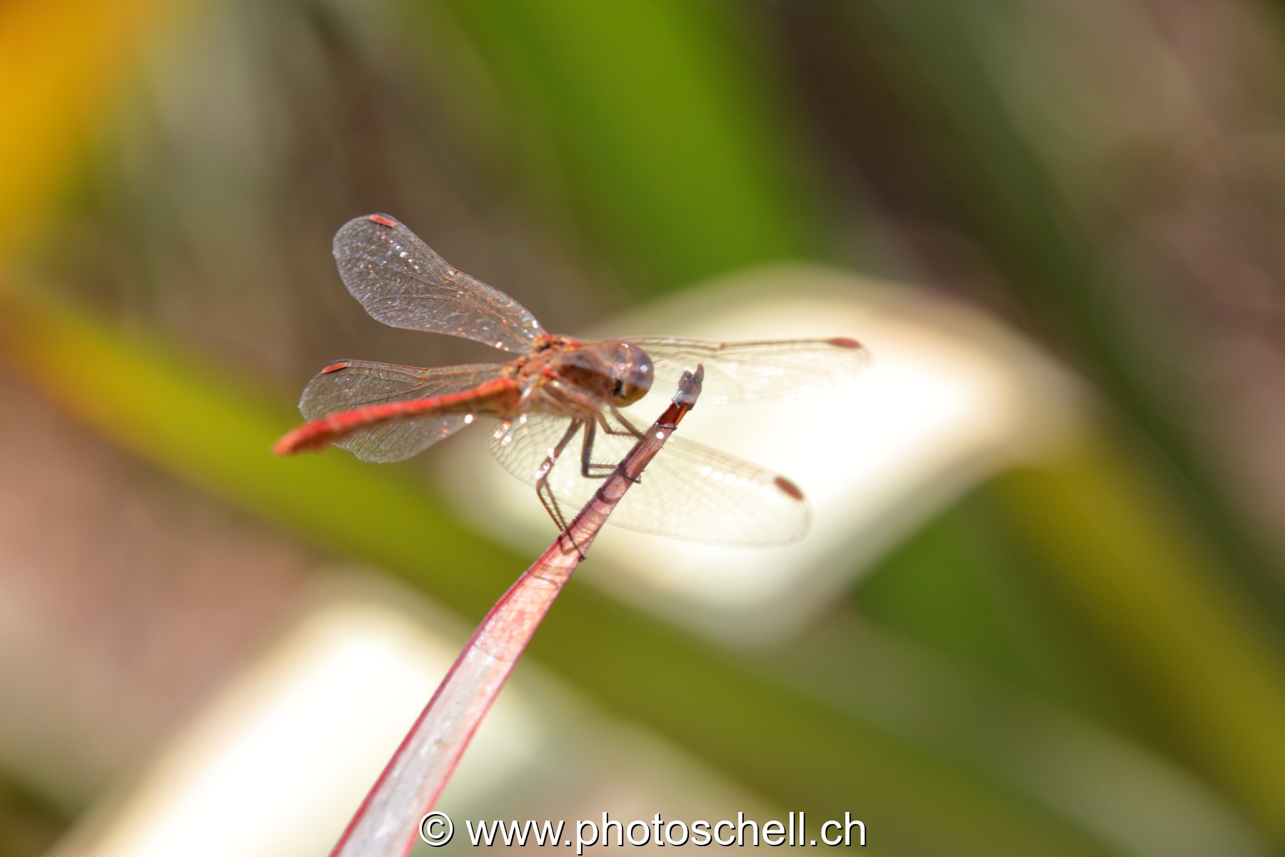 Libellule (macro)