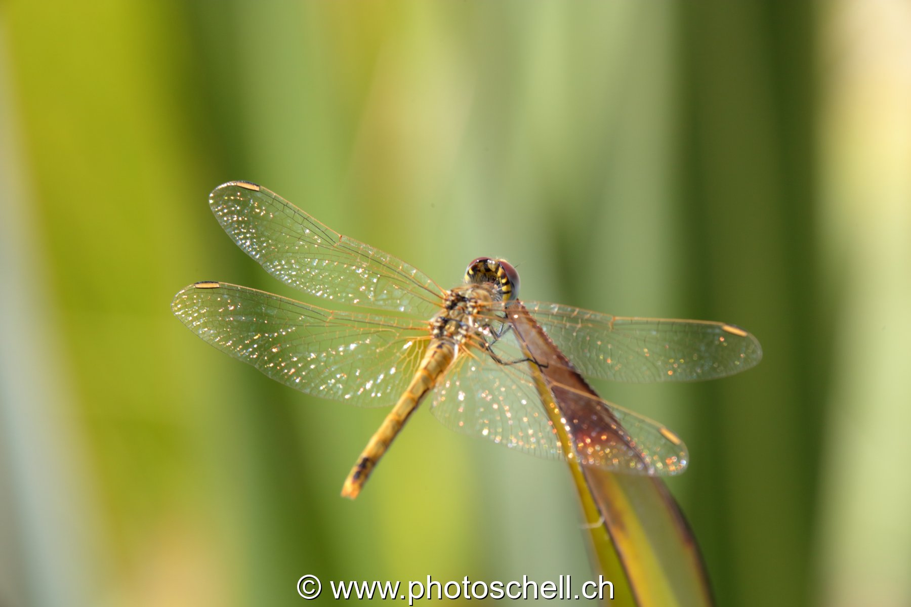 Libellule (macro)