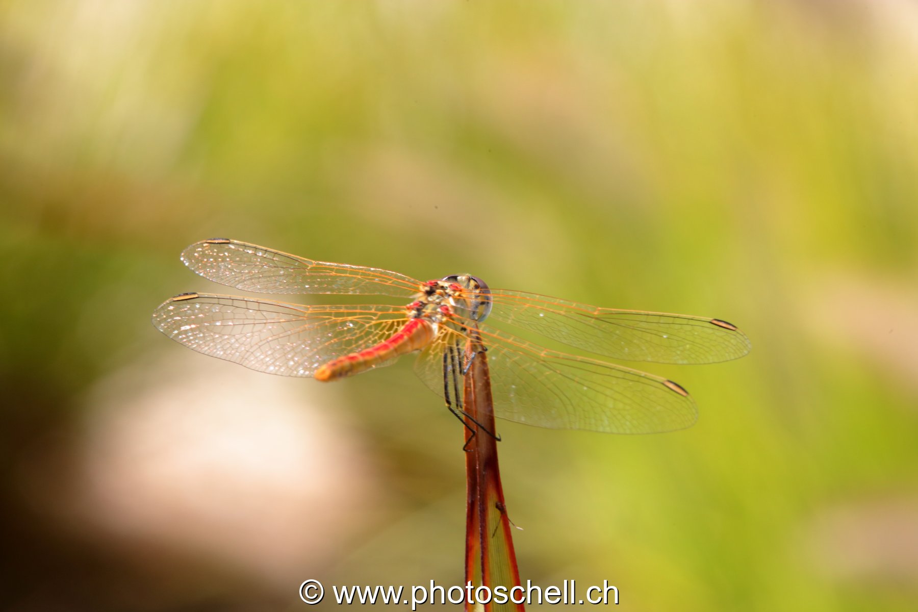 Libellule (macro)