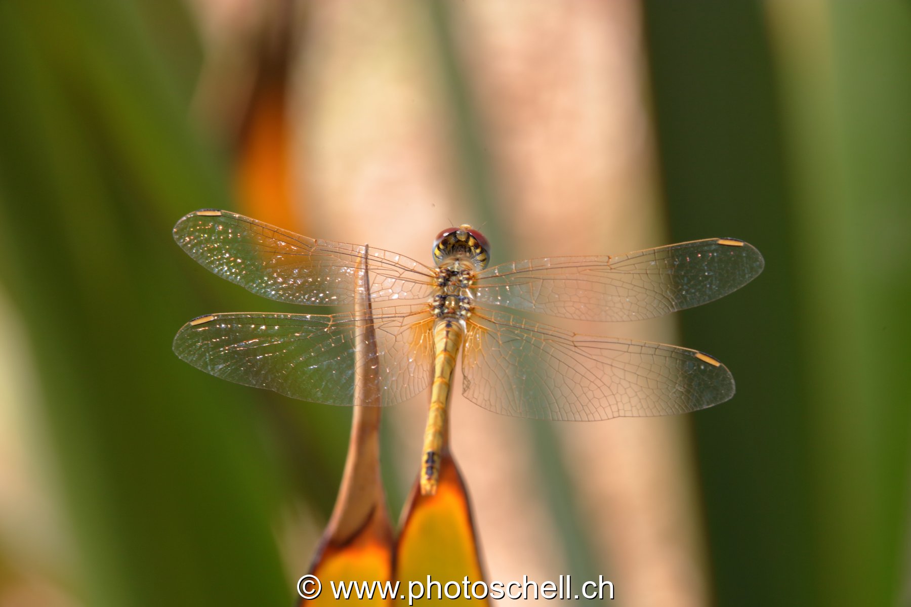 Libellule (macro)