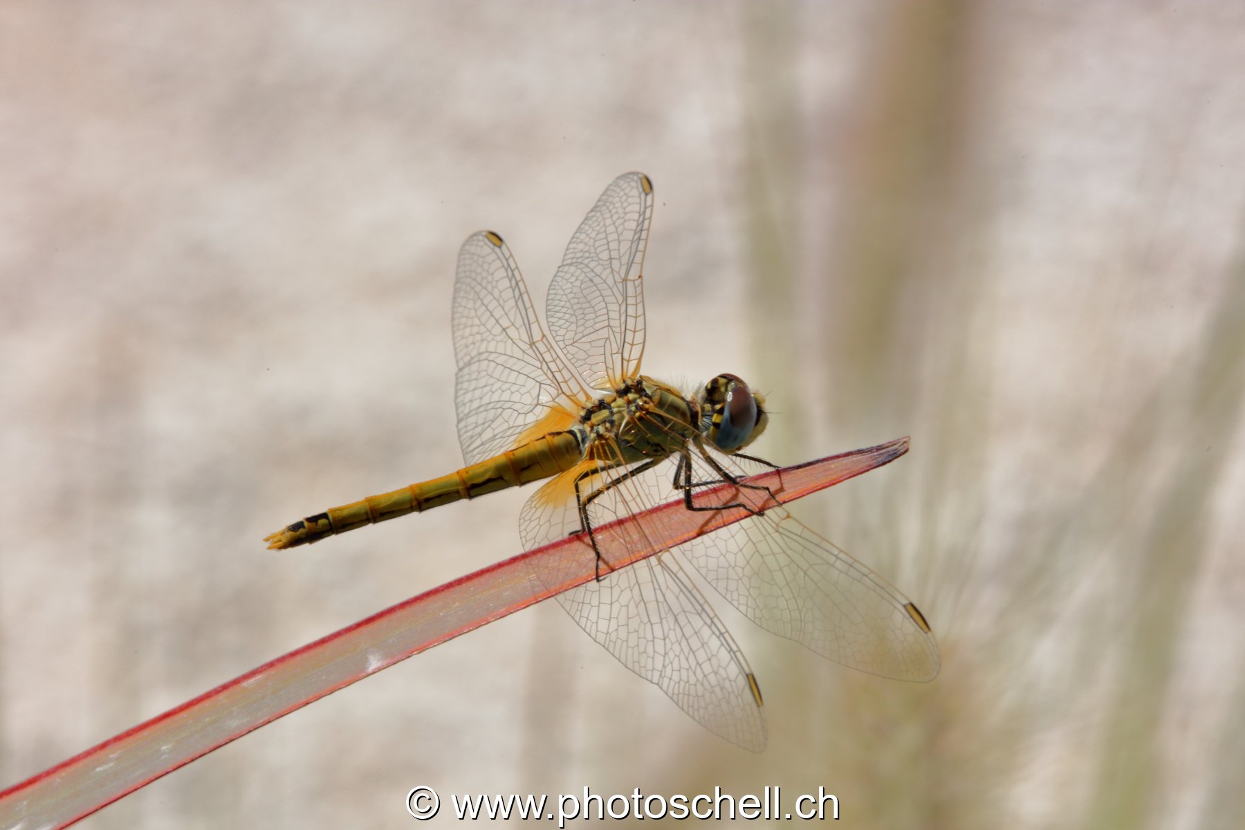 Libellule (macro)
