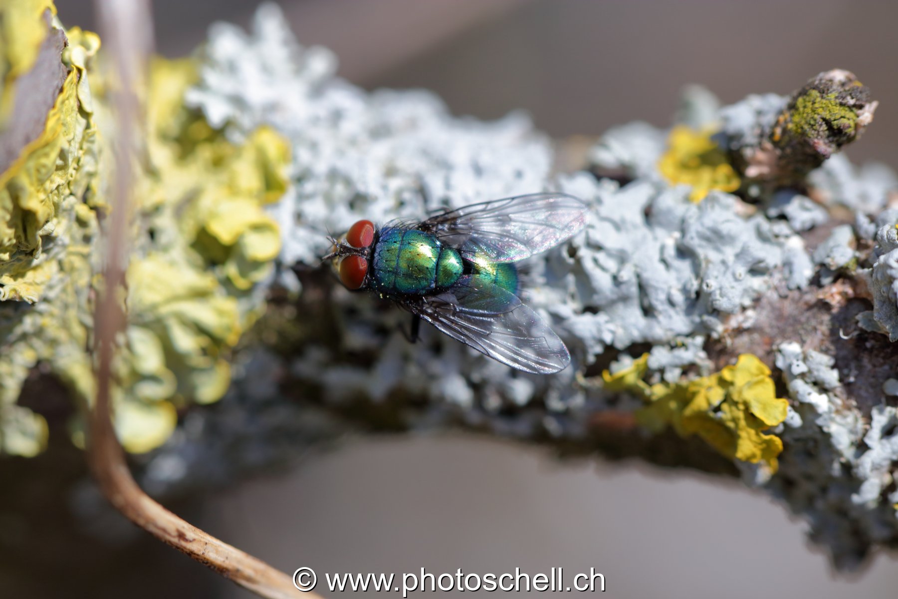 Mouche sur de la mousse