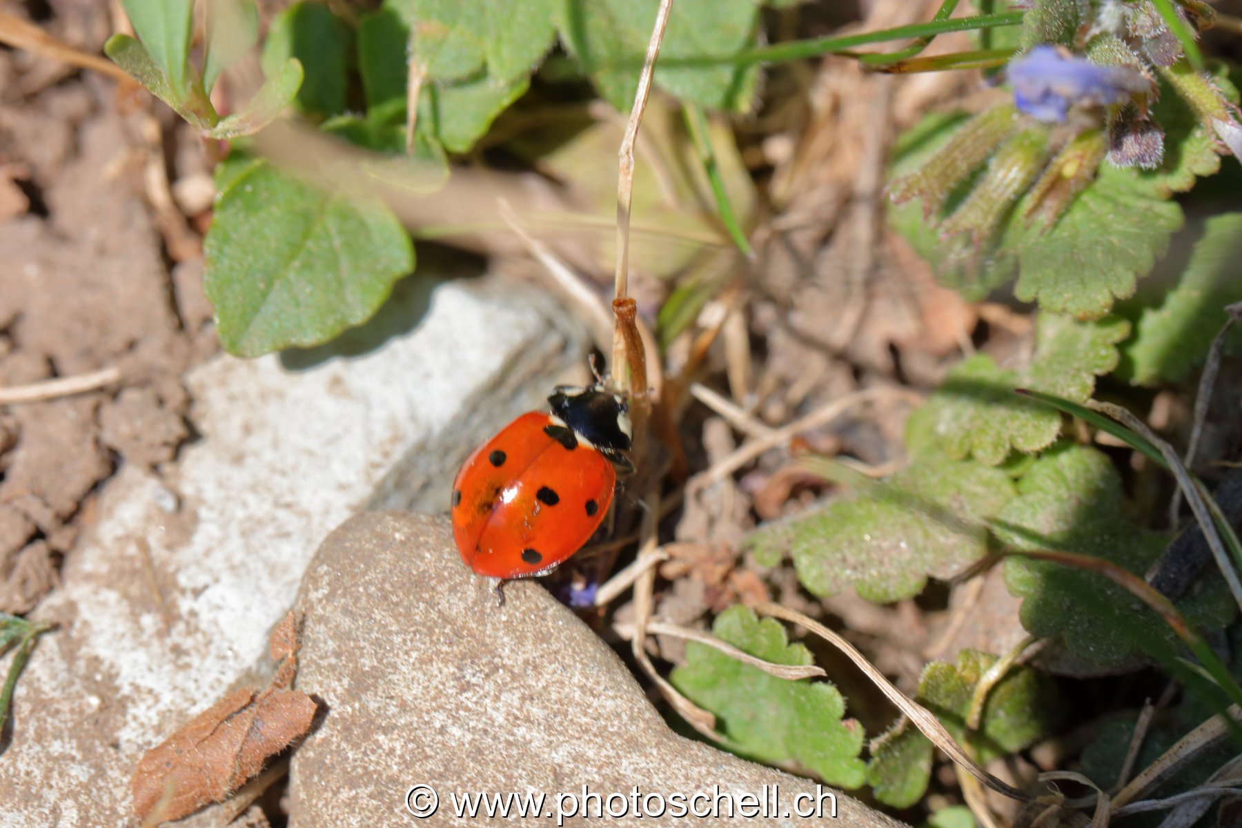 Coccinelle