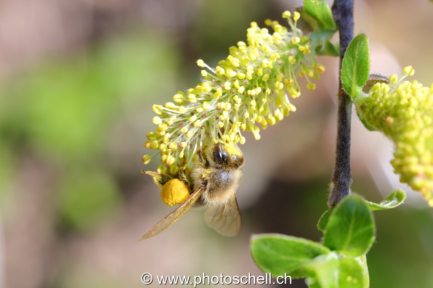 Abeille avec ses poches pleines de pollen