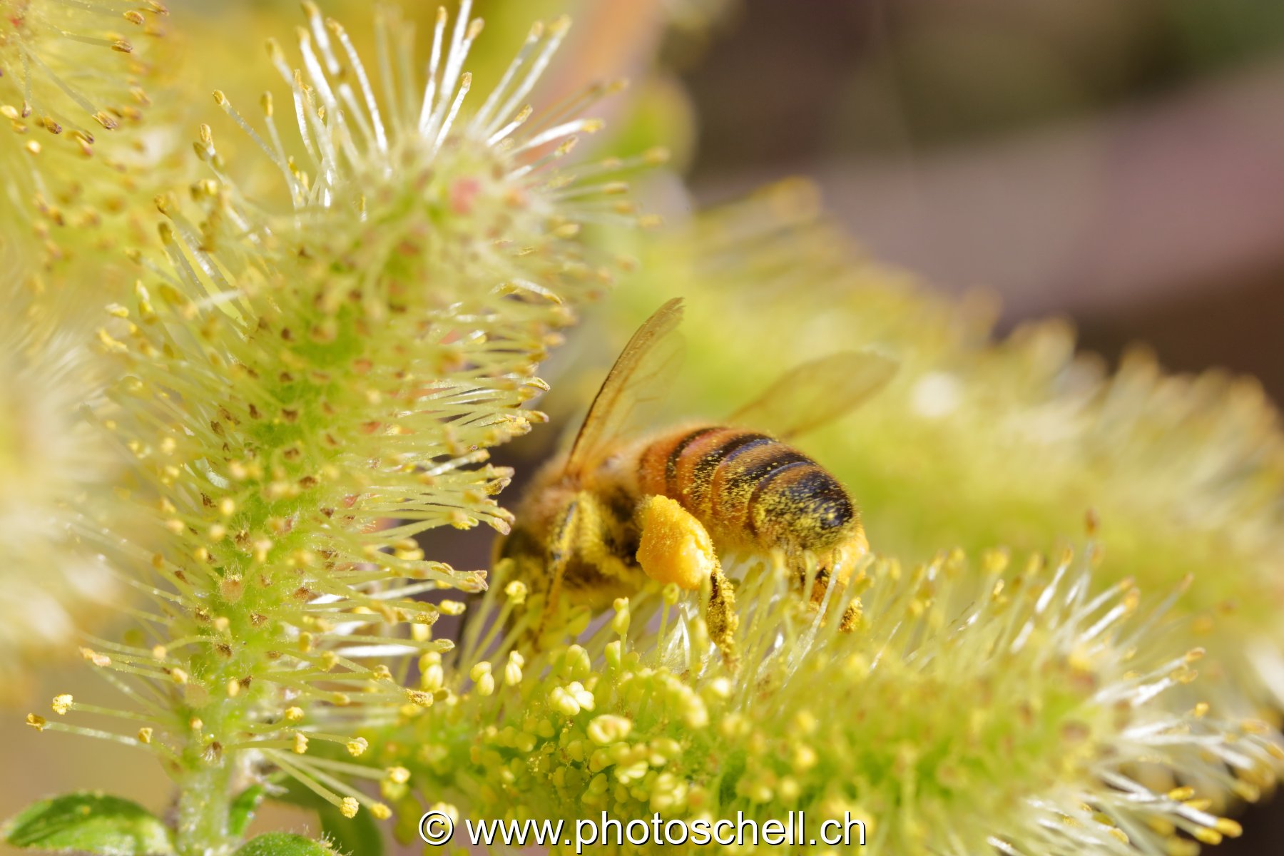 Abeille avec ses poches pleines de pollen (macro)