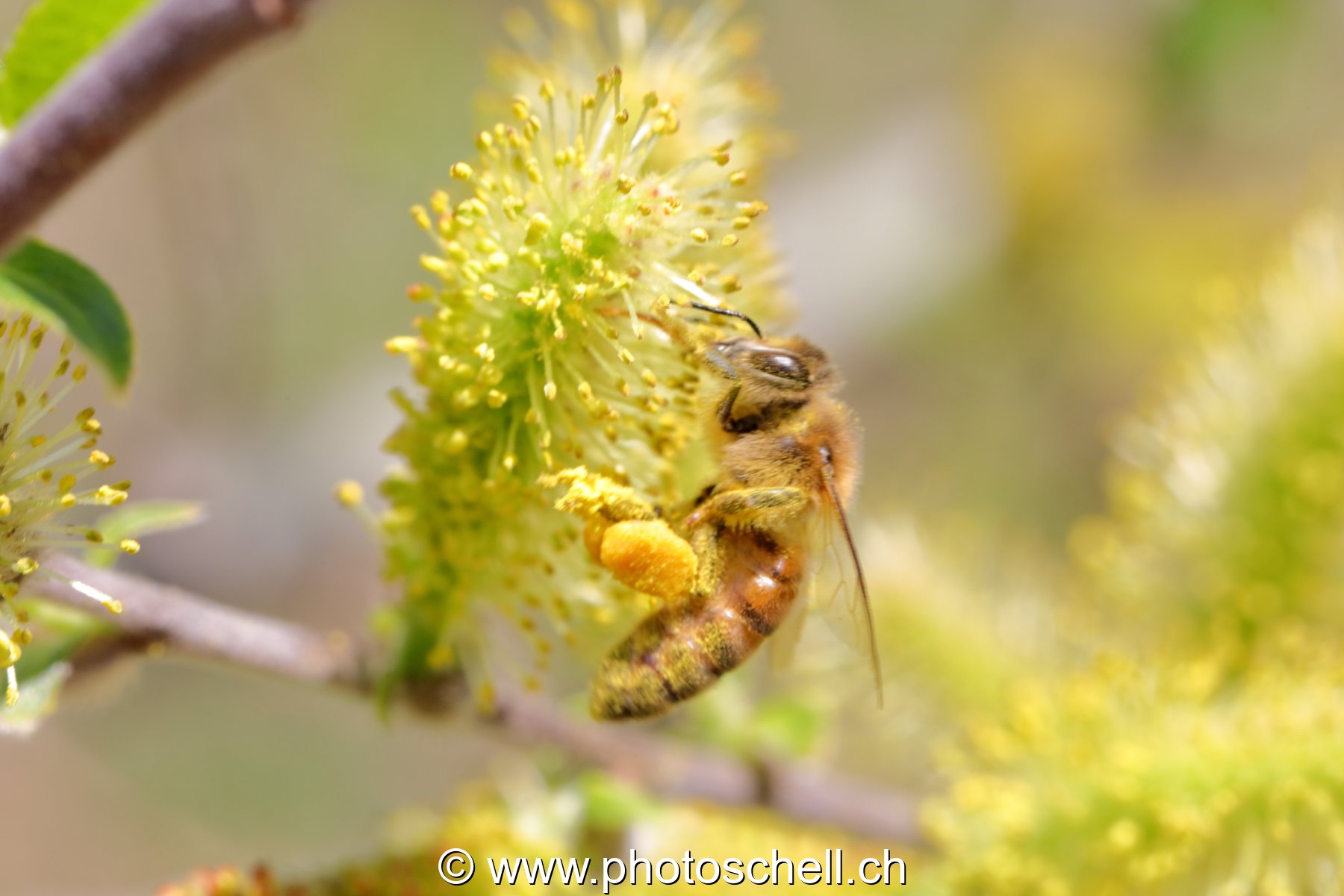 Abeille avec ses poches pleines de pollen (macro)