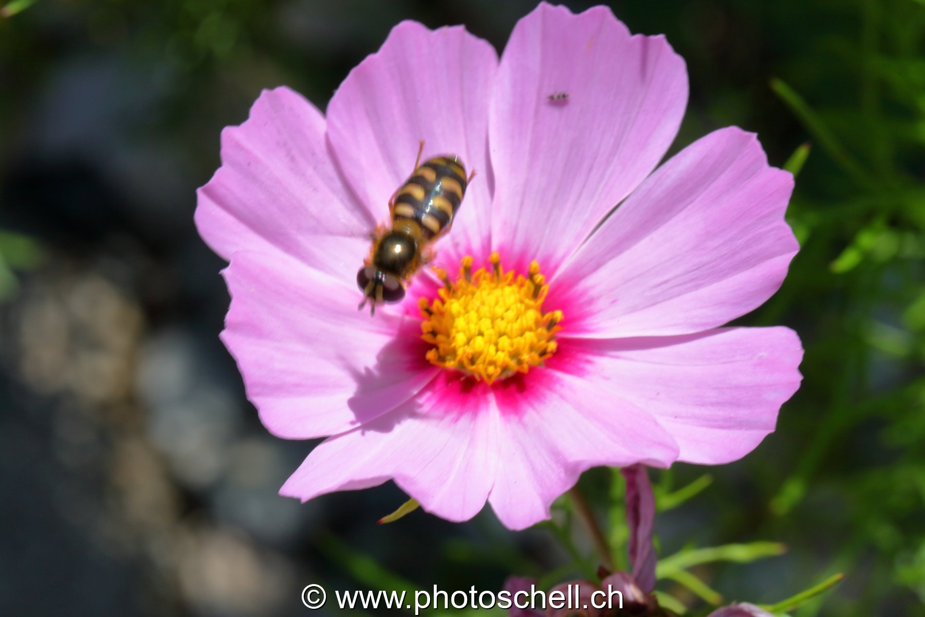 Abeille