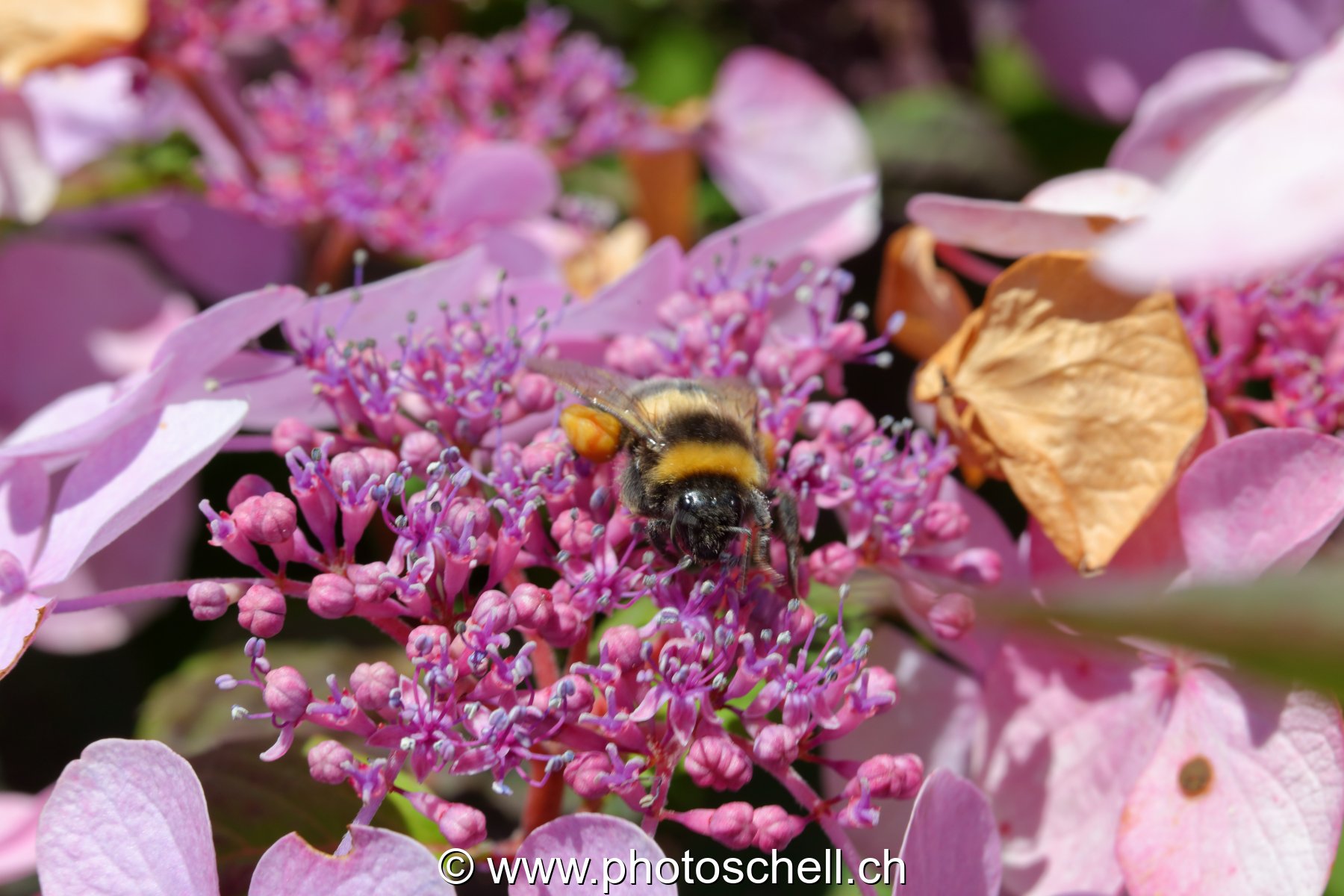 Bourdon dans les fleurs