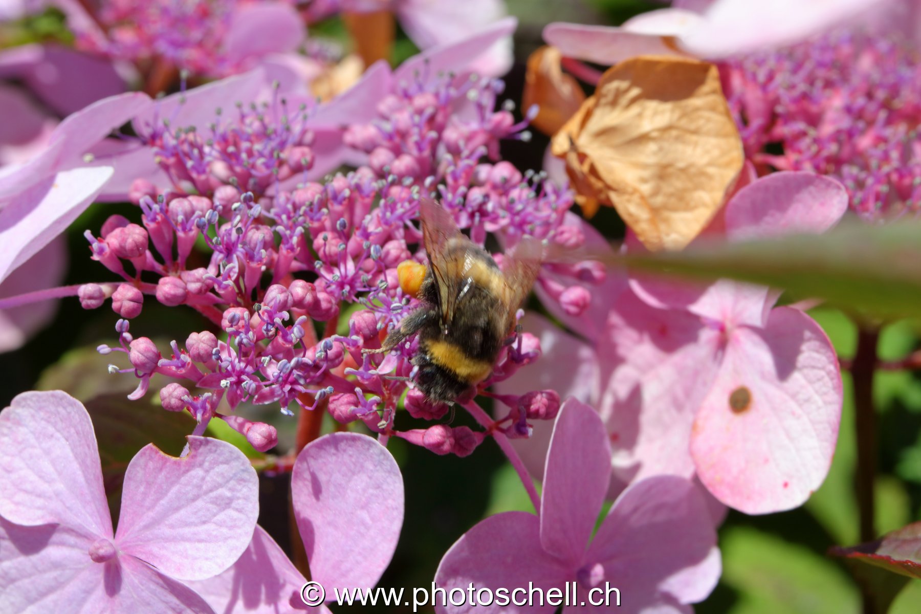 Bourdon dans les fleurs