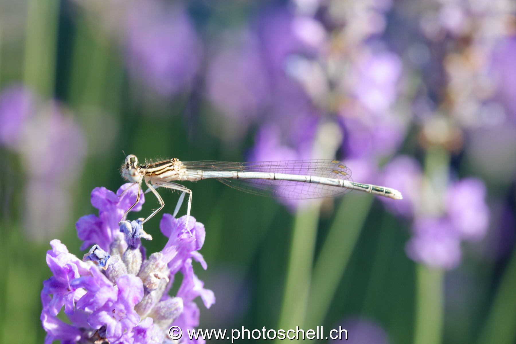 Libellule sur des fleurs de lavande