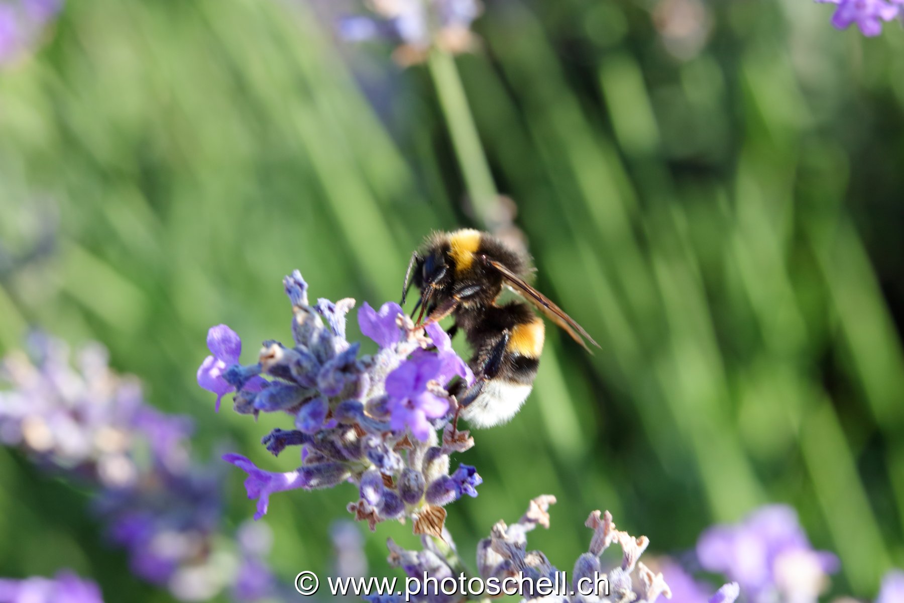 Bourdon dans les fleurs