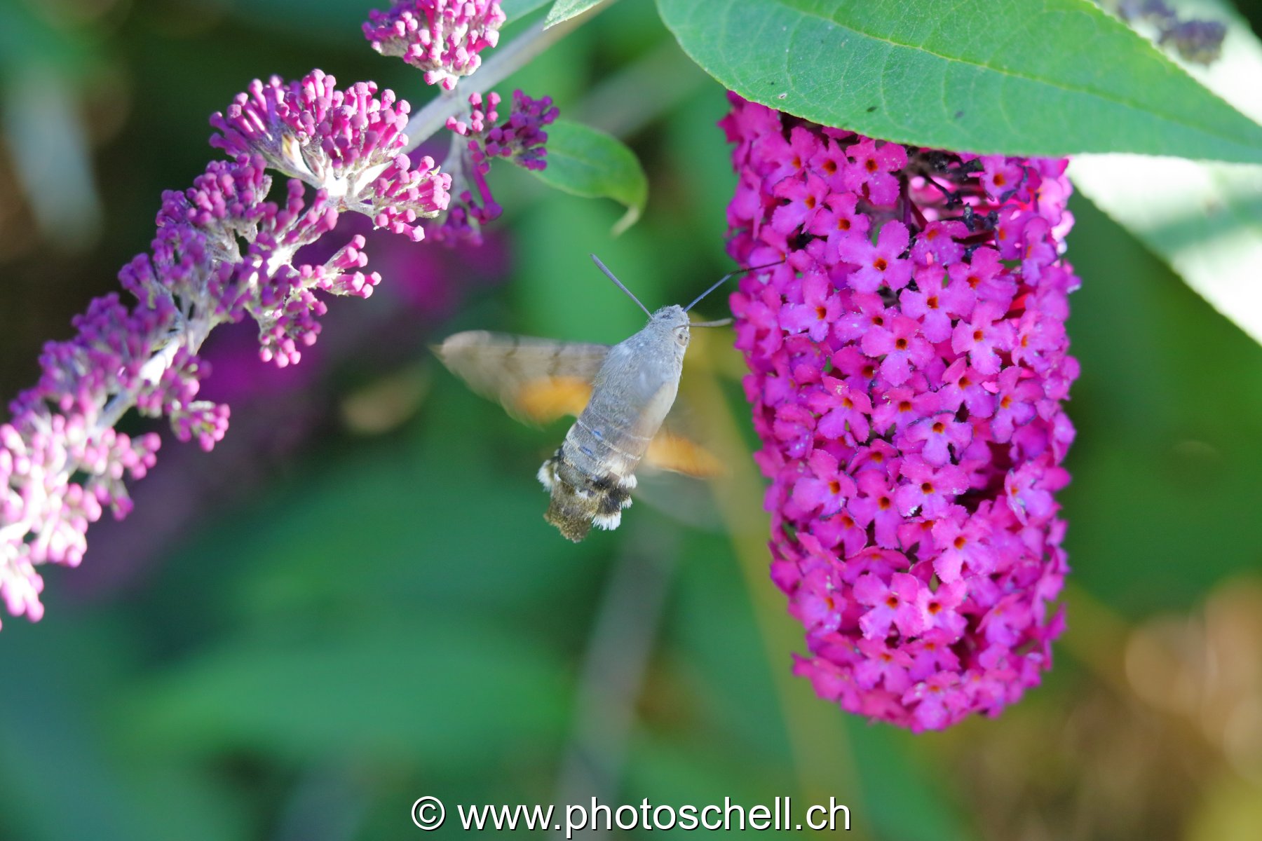 Sphinx colibri en vol pour aspirer le nectar des fleurs