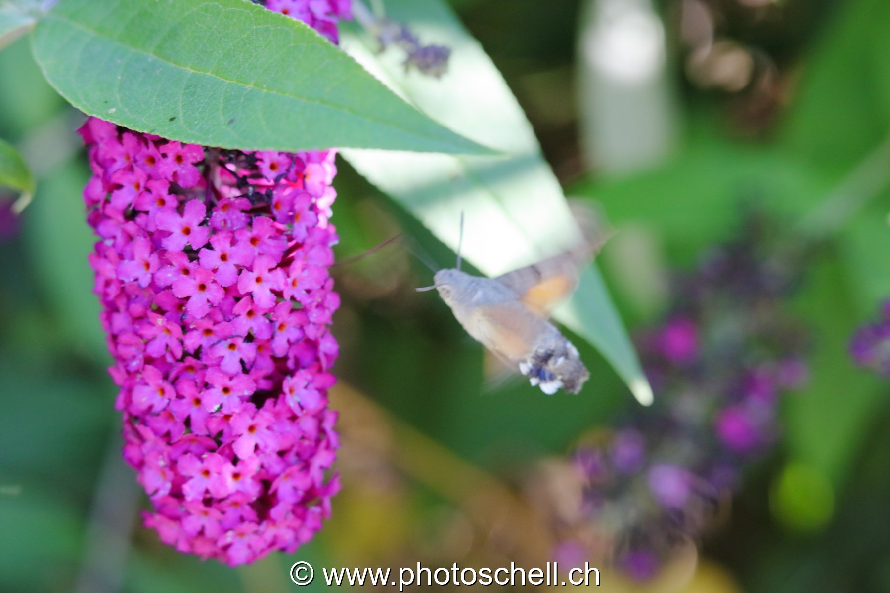 Sphinx colibri en vol pour aspirer le nectar des fleurs