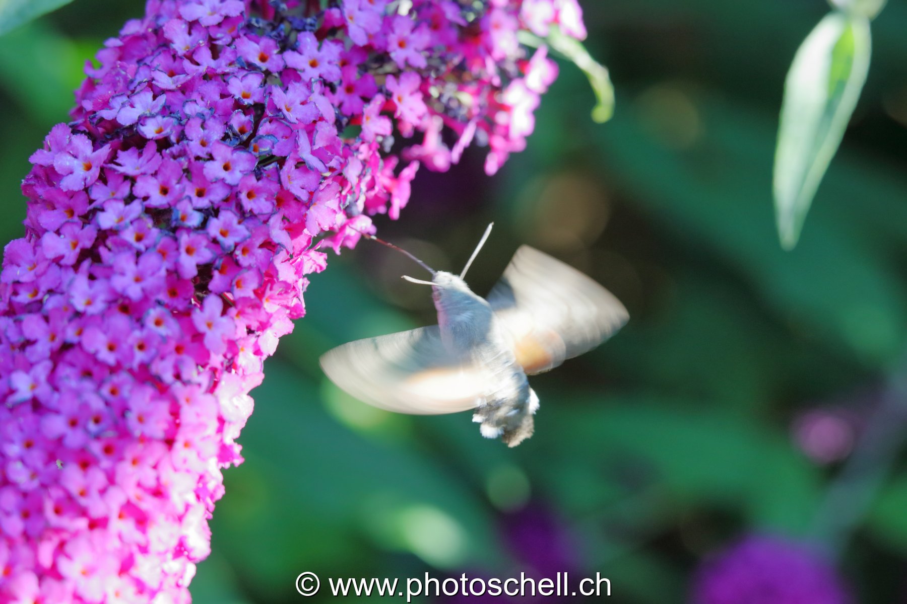 Sphinx colibri en vol pour aspirer le nectar des fleurs