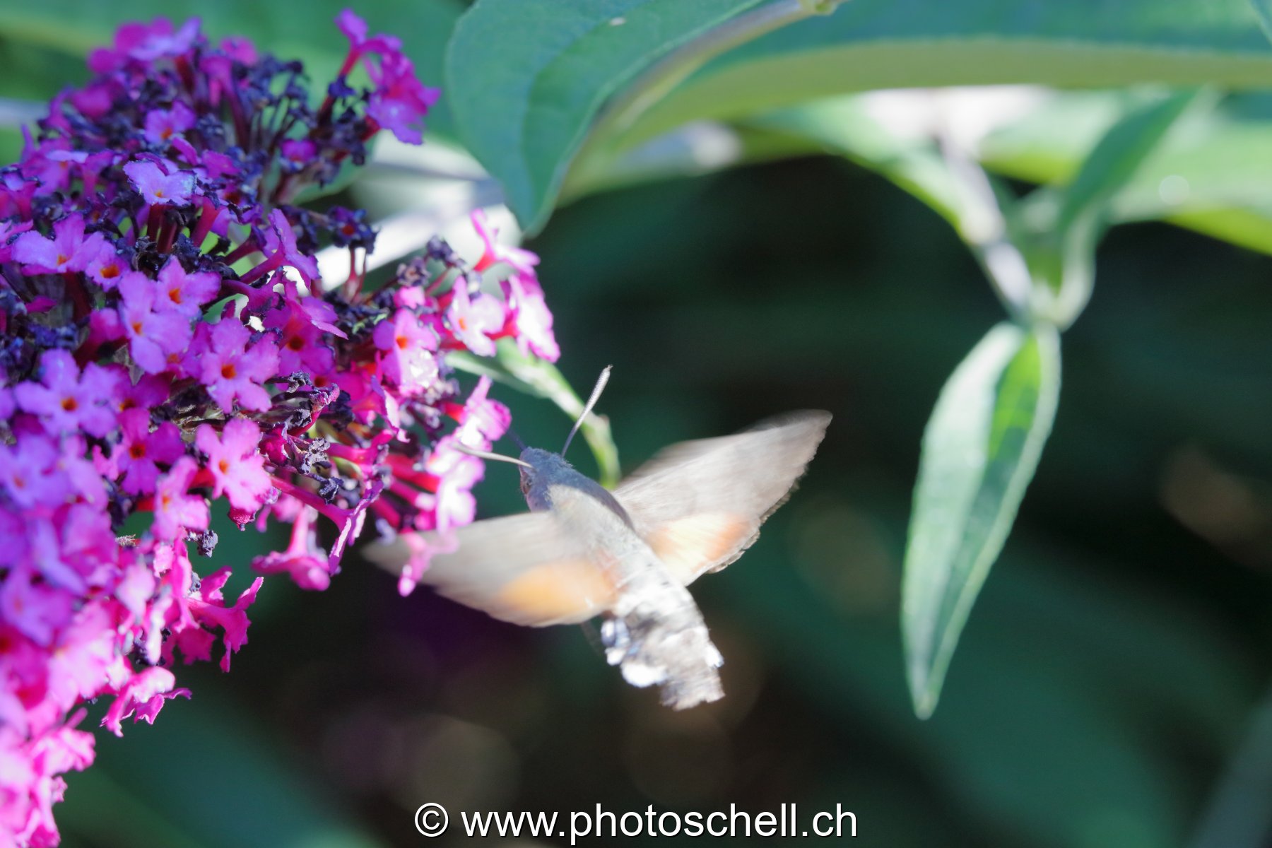 Sphinx colibri en vol pour aspirer le nectar des fleurs