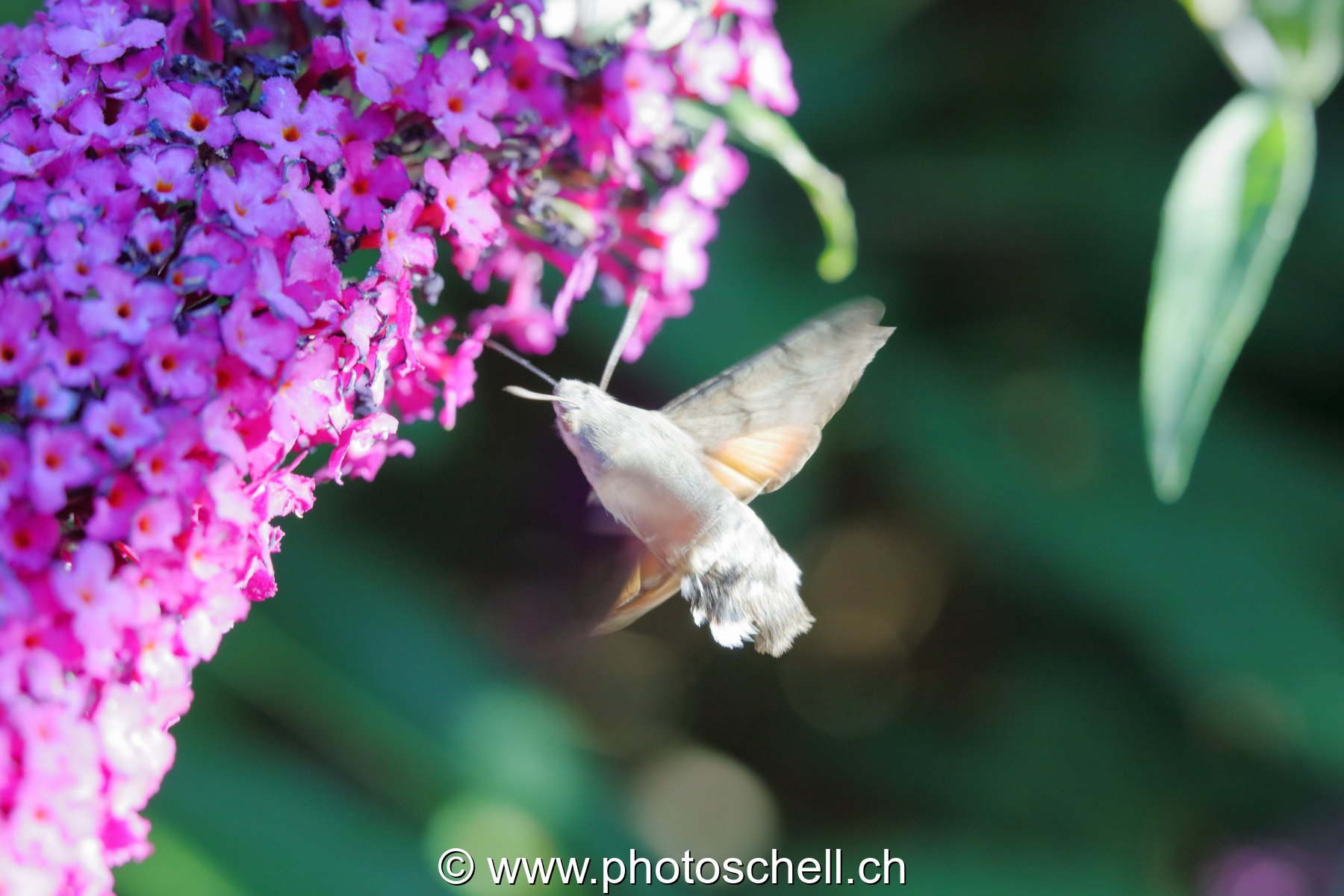 Sphinx colibri en vol pour aspirer le nectar des fleurs