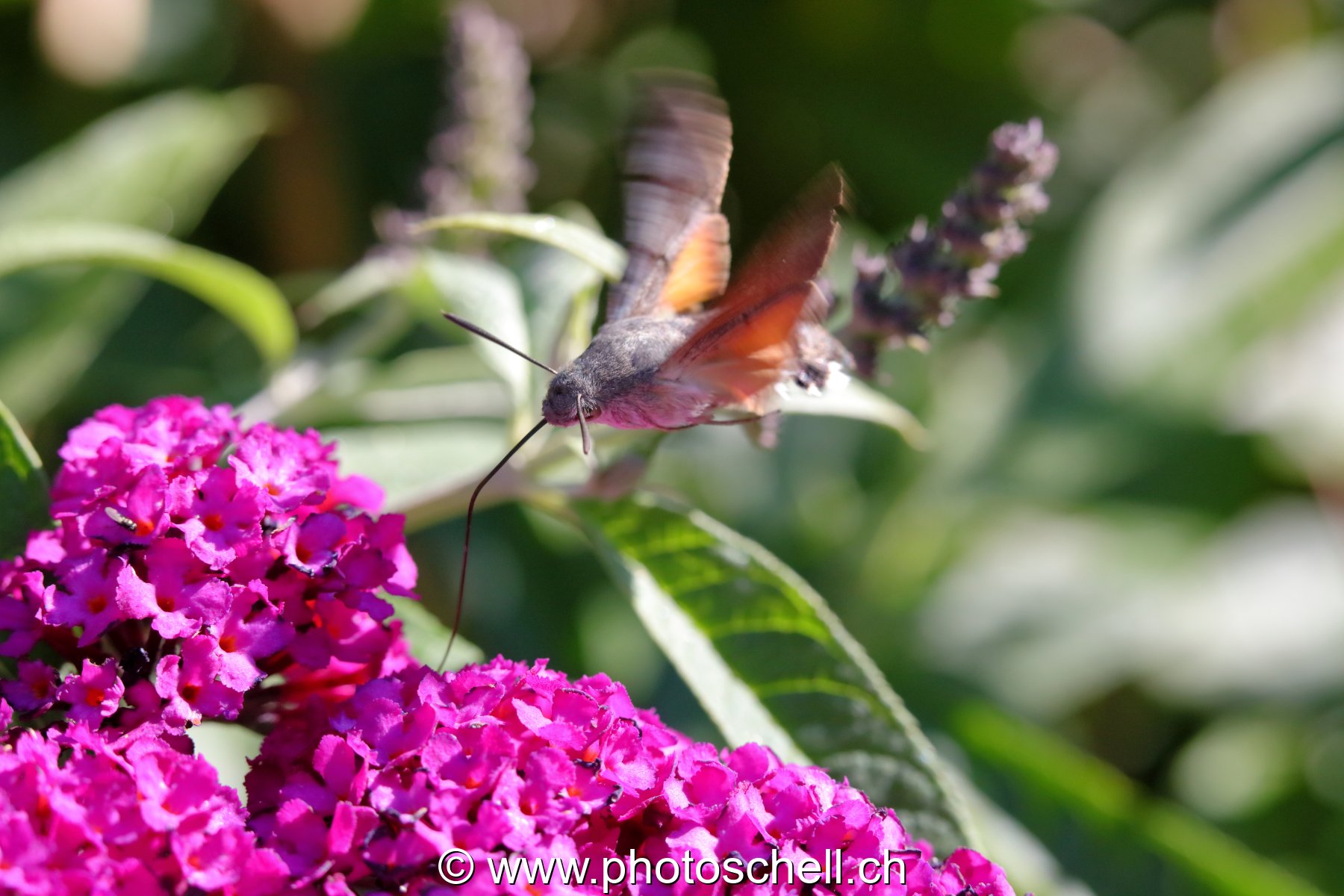 Sphinx colibri en vol pour aspirer le nectar des fleurs (macro)