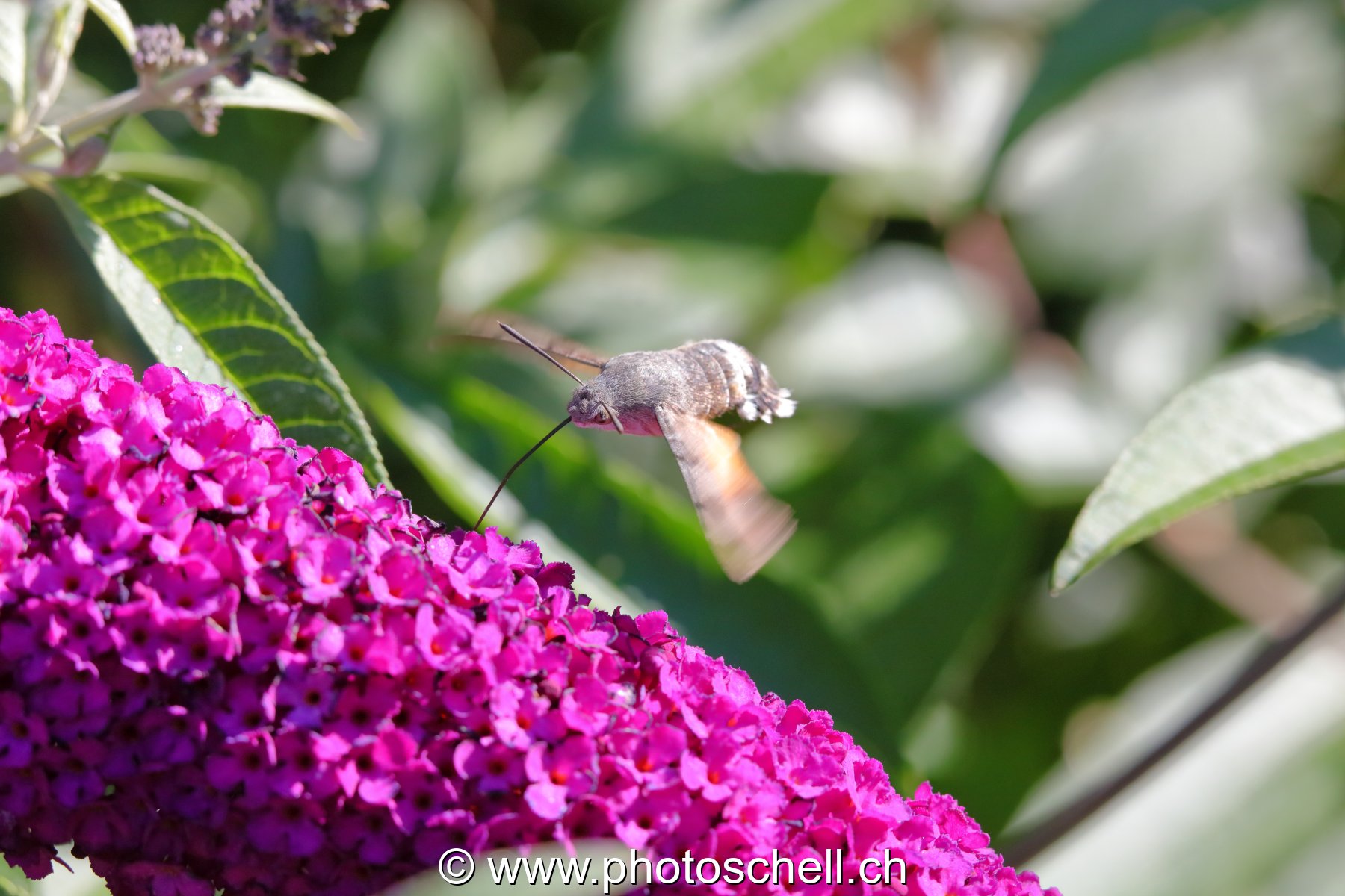 Sphinx colibri en vol pour aspirer le nectar des fleurs