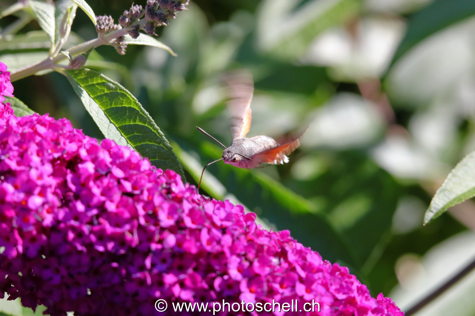 Sphinx colibri en vol pour aspirer le nectar des fleurs