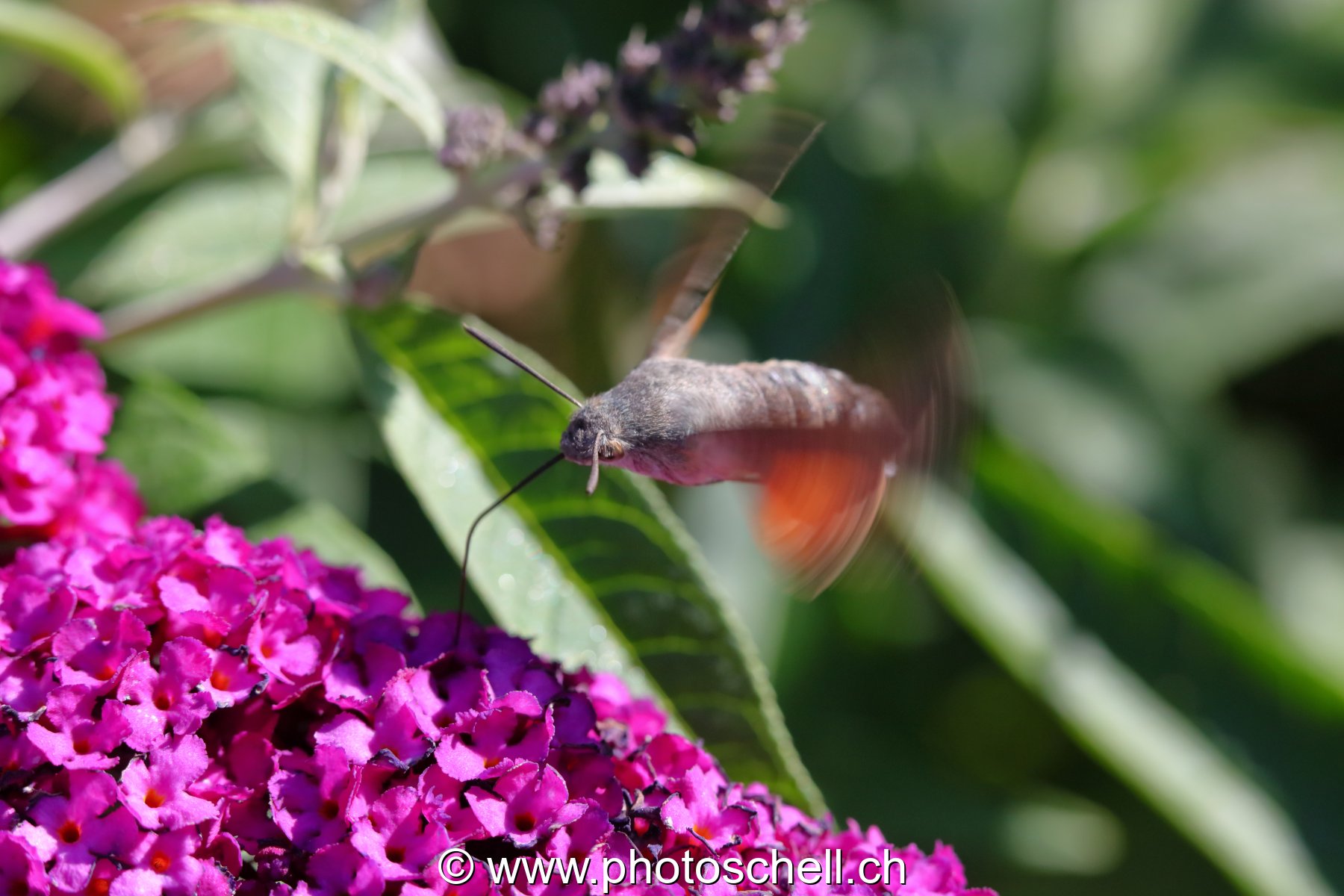 Sphinx colibri en vol pour aspirer le nectar des fleurs (macro)