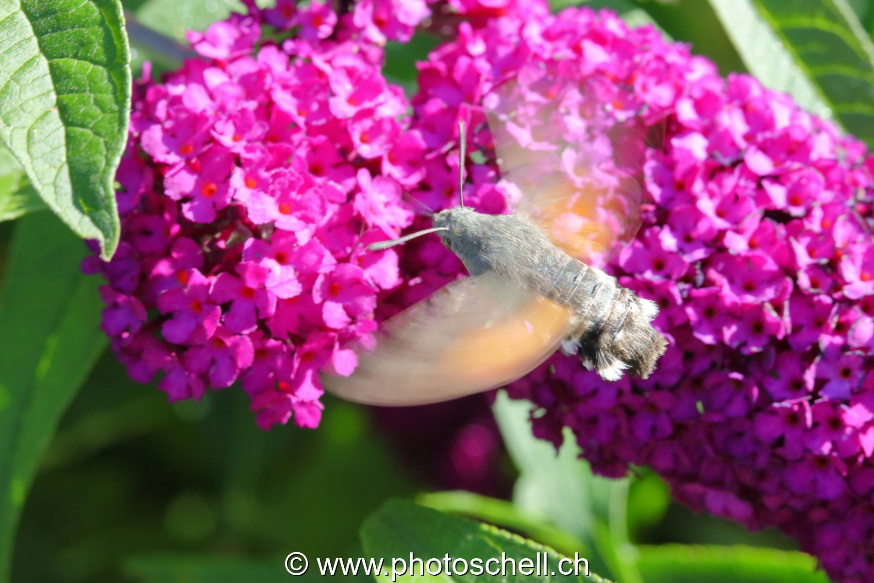 Sphinx colibri en vol pour aspirer le nectar des fleurs