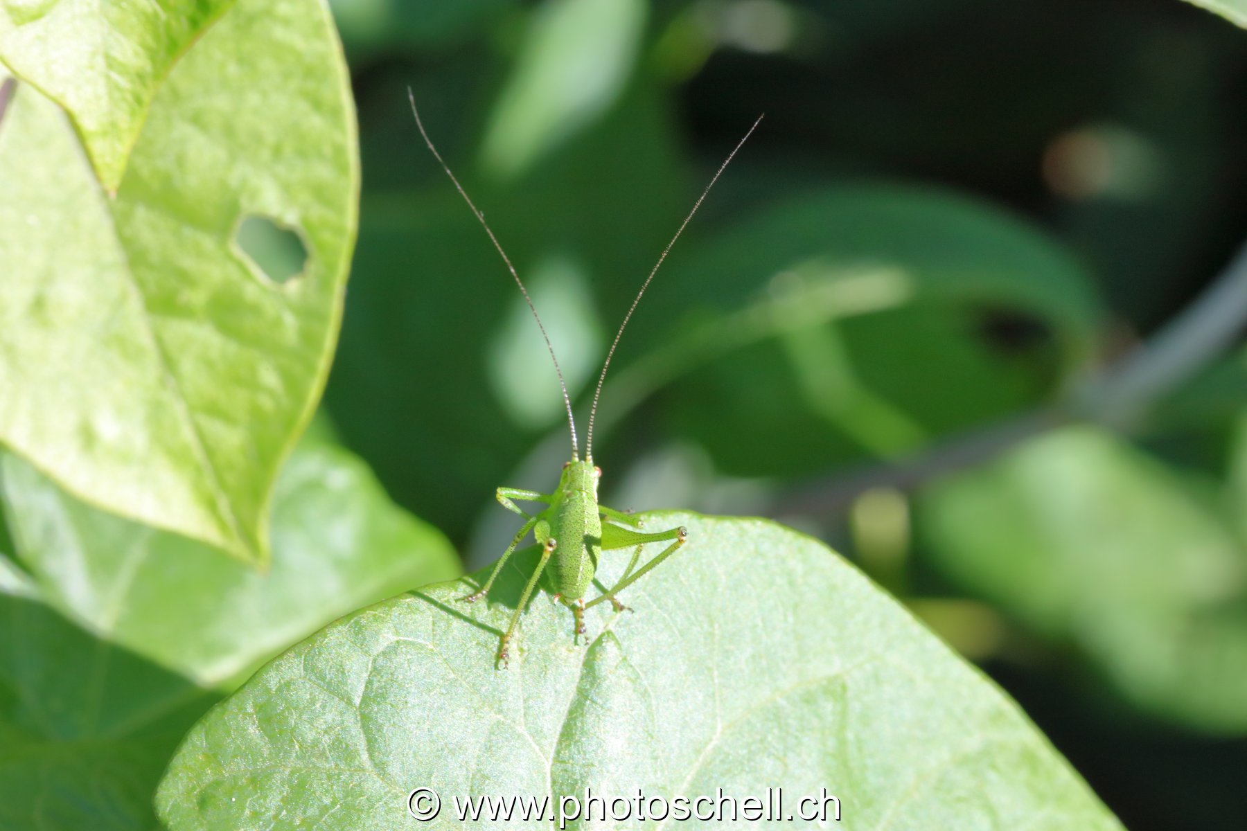 Sauterelles verte