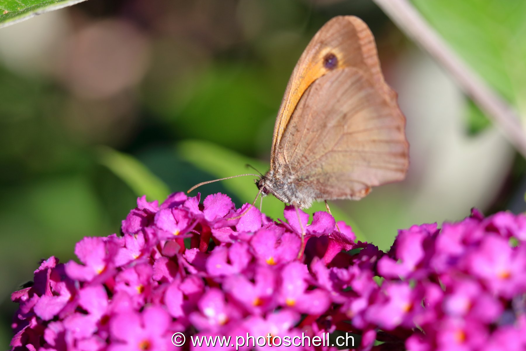 Papillon sur les fleurs d'un arbre à papillons