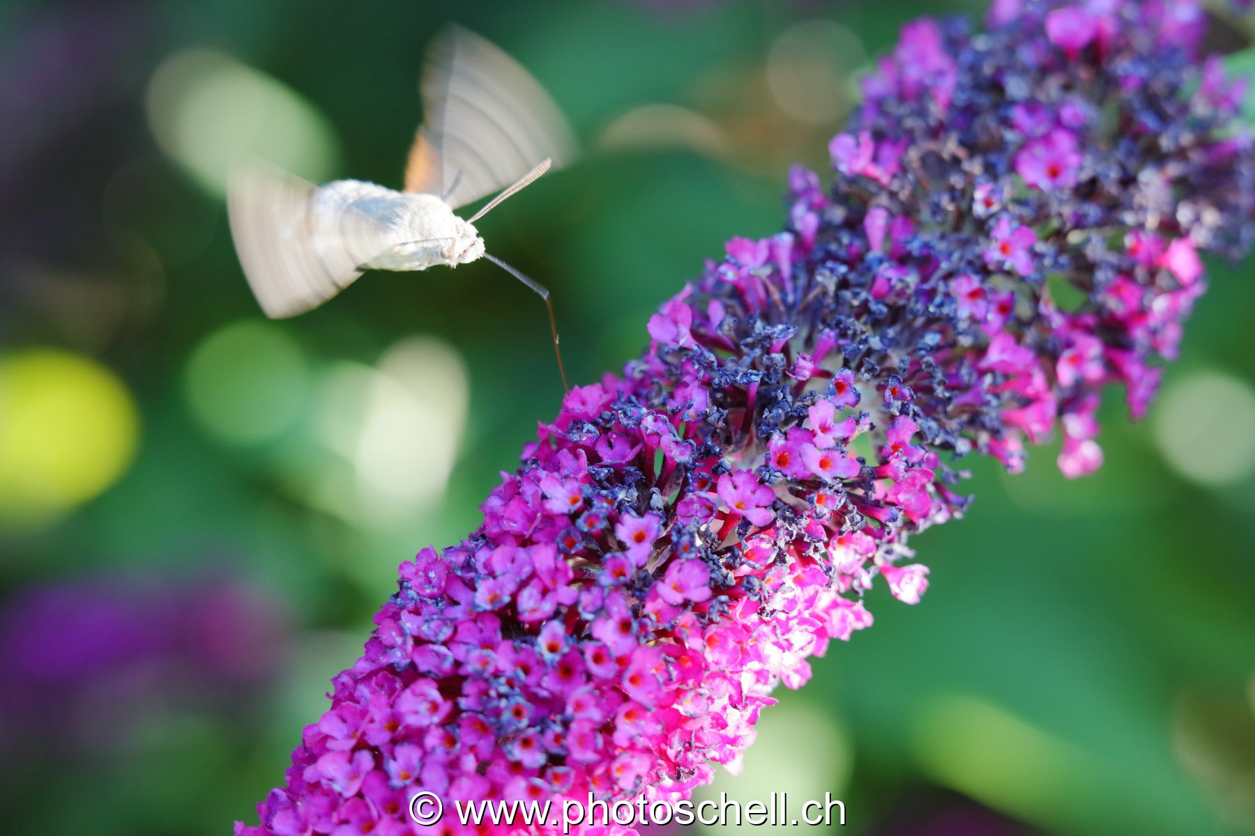 Sphinx colibri en vol pour aspirer le nectar des fleurs