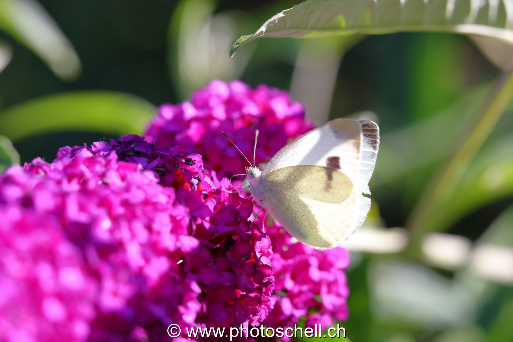 Papillon sur les fleurs d'un arbre à papillons