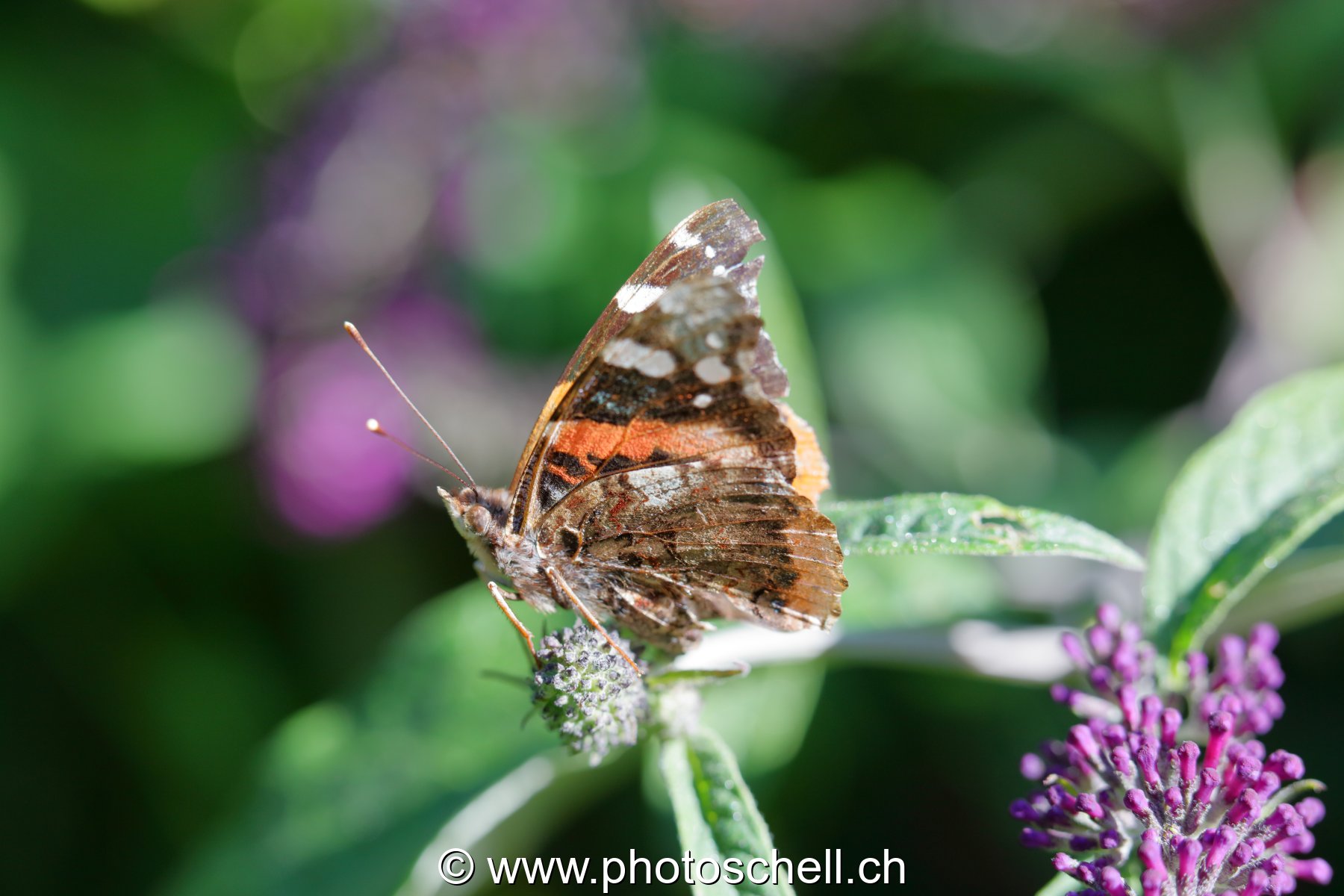Papillon sur une feuille d'un arbre à papillons