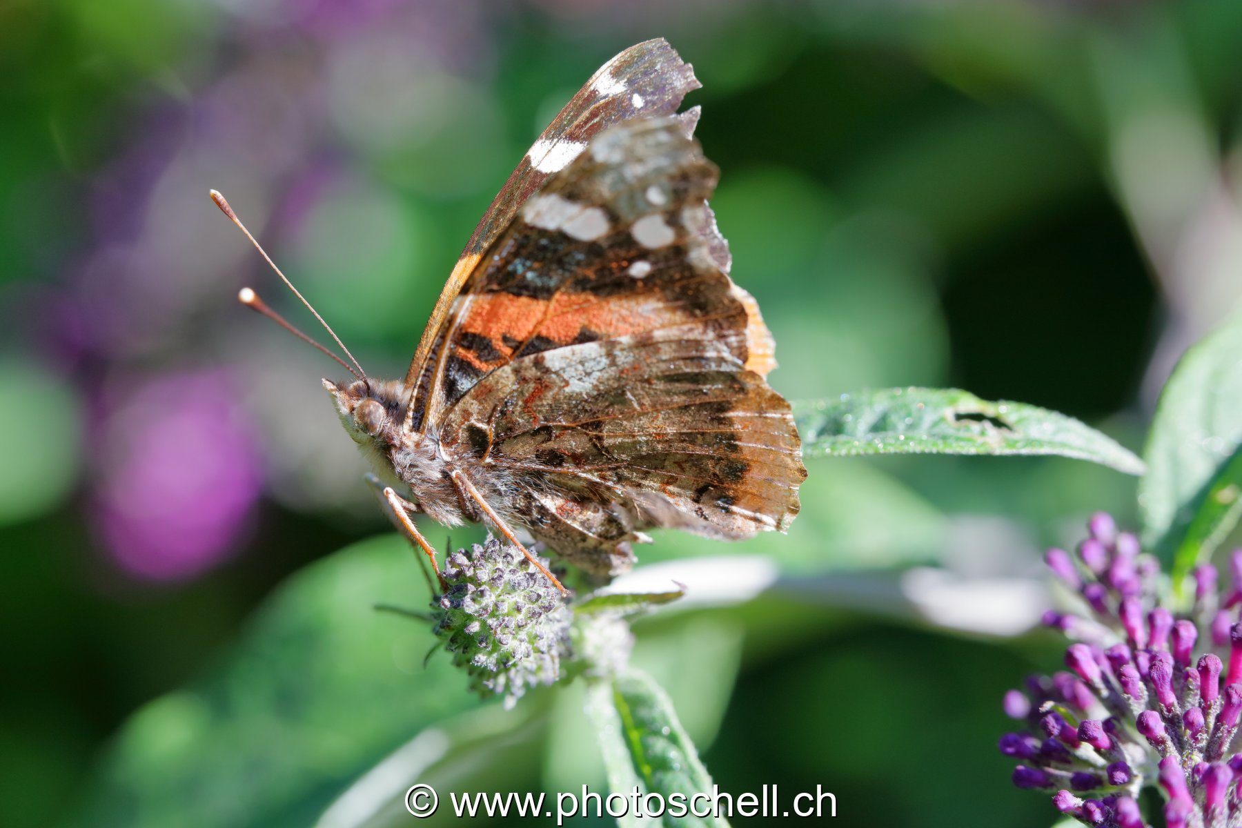 Papillon sur une feuille d'un arbre à papillons