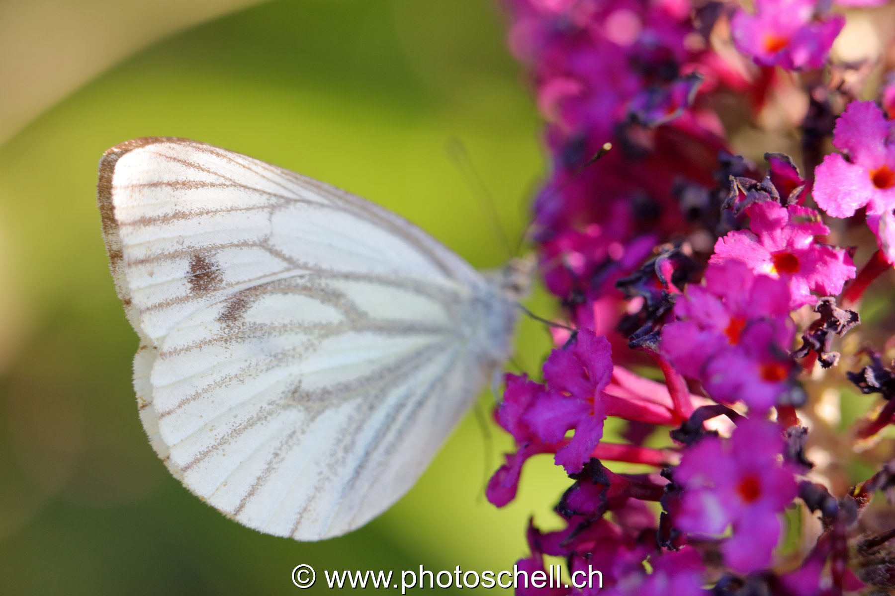 Papillon sur les fleurs d'un arbre à papillons (macro)
