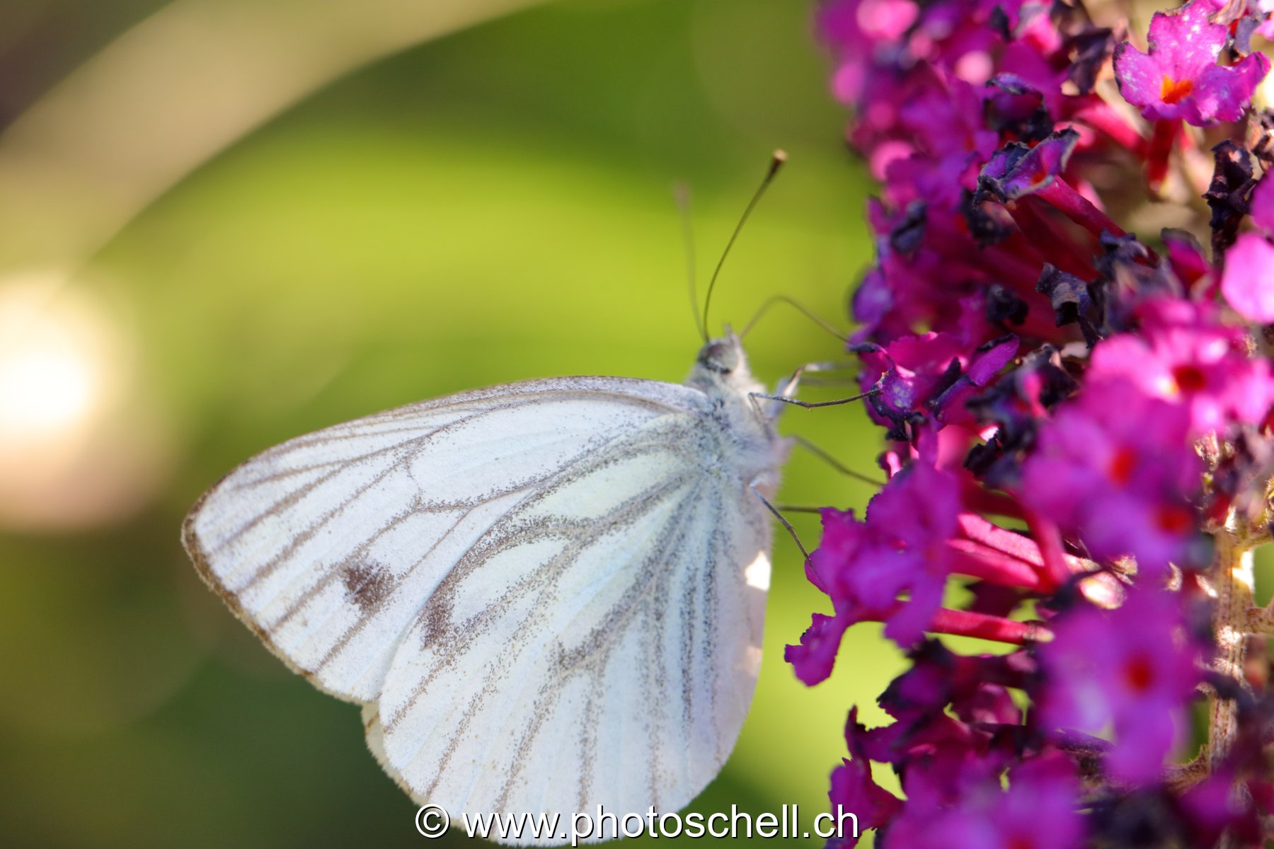 Papillon sur les fleurs d'un arbre à papillons